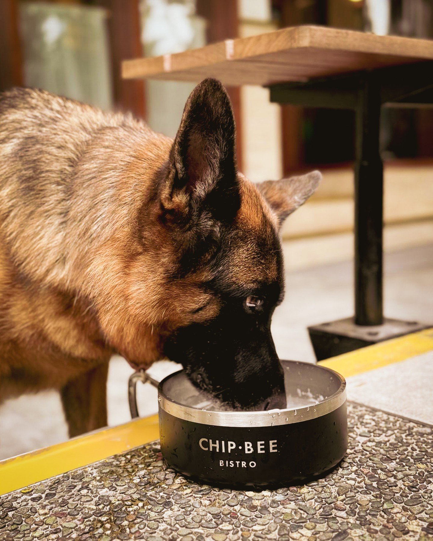 Fresh water, shady seats, happy paws.⁠
⁠
Our outdoor dining is now open and furry friends are very welcomed. If your dog gets attached to the bowl, we understand.⁠
⁠
#chipbeebistro #cbb #hnhg