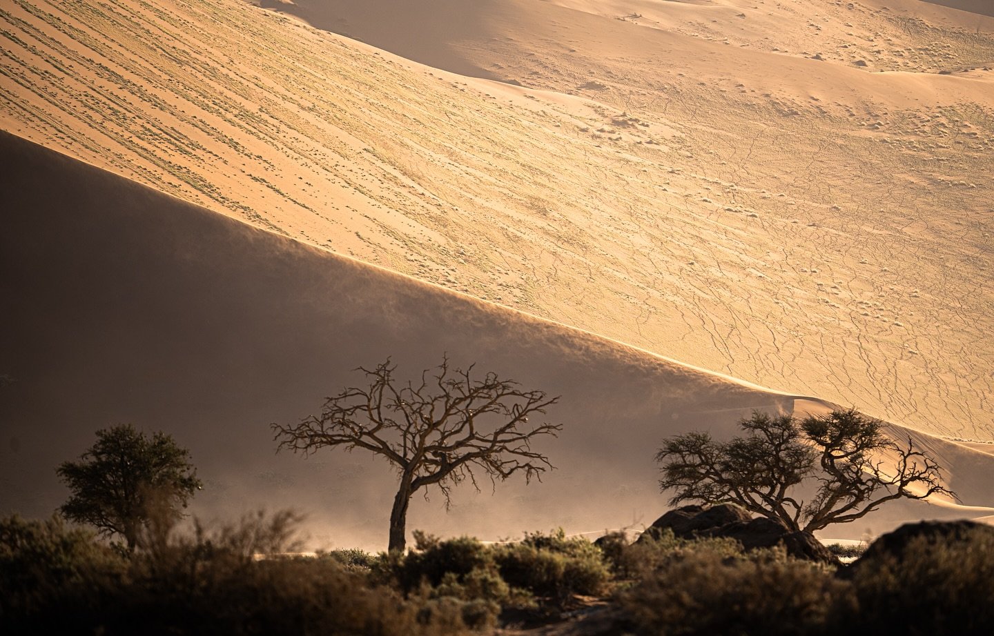 Stunning light Sossusvlei Namibia..it was beautiful. The trees and grass and dust and dunes in Namibia i couldn&rsquo;t get enough of and what was awesome with sarah us both photographers we would take an extra 2/3 hours to get to our next destinatio