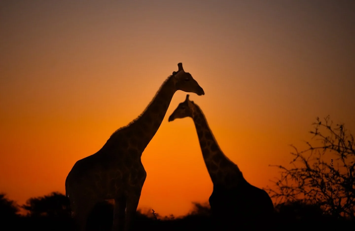 The emotion and intimacy of these two amazing creatures was just too sweet.. Namibian sunsets are incredible..scenes like this were just amazing to see and the wildlife my heart just burst and I now love shooting not just landscapes but wildlife too.