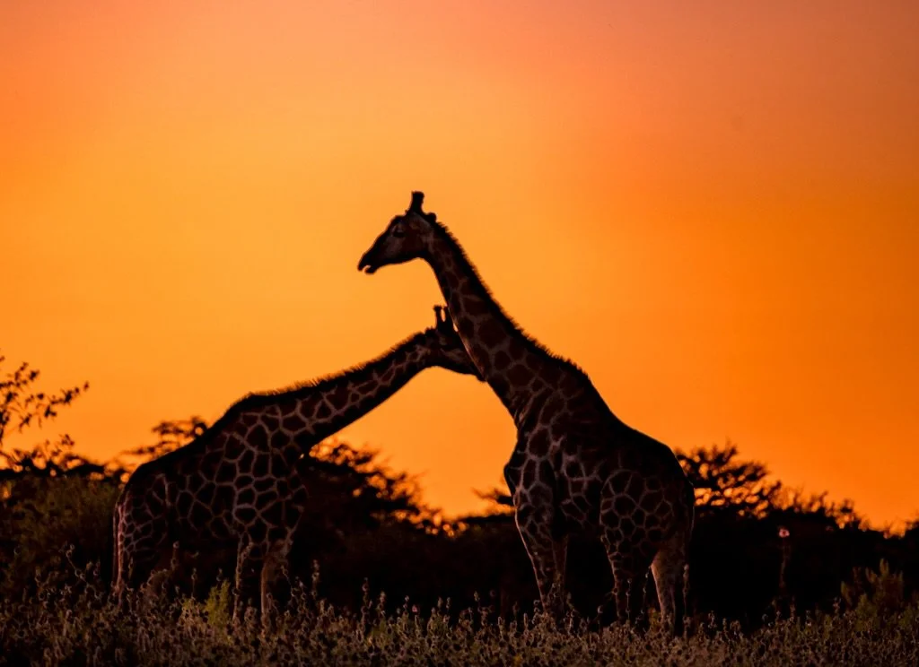 Namibian Dusk..tender, emotional, vulnerable, real. The moments that took my breath away. When we fall in love with whats wild, we learn to guard it. Conservation is so important to me and it begins not just with rescue but reverence.  DeepHeartEarth