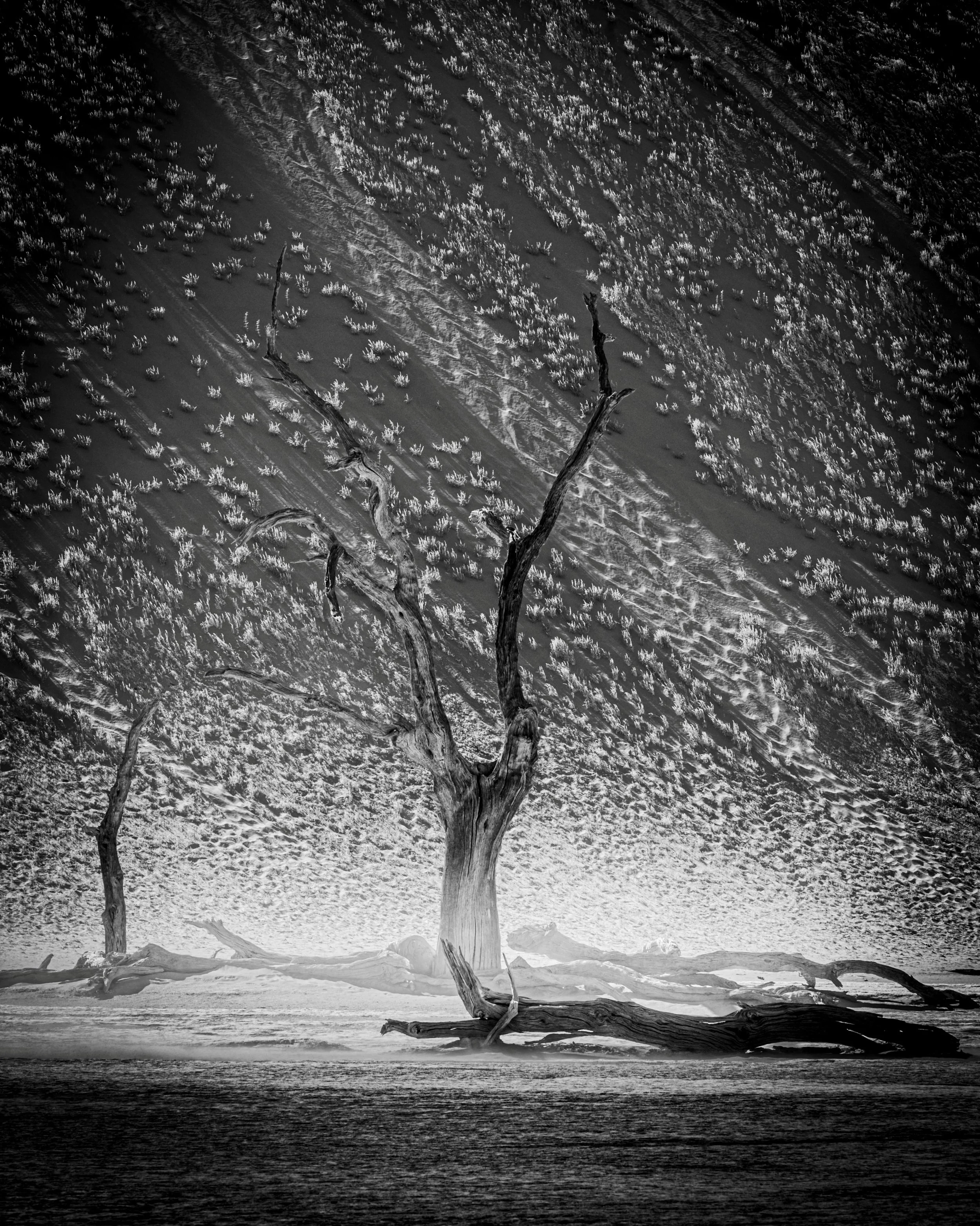 &ldquo;Diamonds and Dust series 2025&rdquo; Who would have thought that in 2025/26 ancient trees would need security guards &mdash; not from the elements, but from humans.

Watching people climb and hang from ancient camel thorn trees in bikinis for 