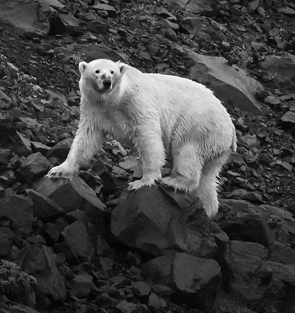 East Greenland | 2026

An unforgettable encounter in the High Arctic. 🐻&zwj;❄️

&copy; Deep Heart Earth&reg; #eastgreenland #polarbear #expeditionphotography #deepheartearth #blackandwhitephotography
