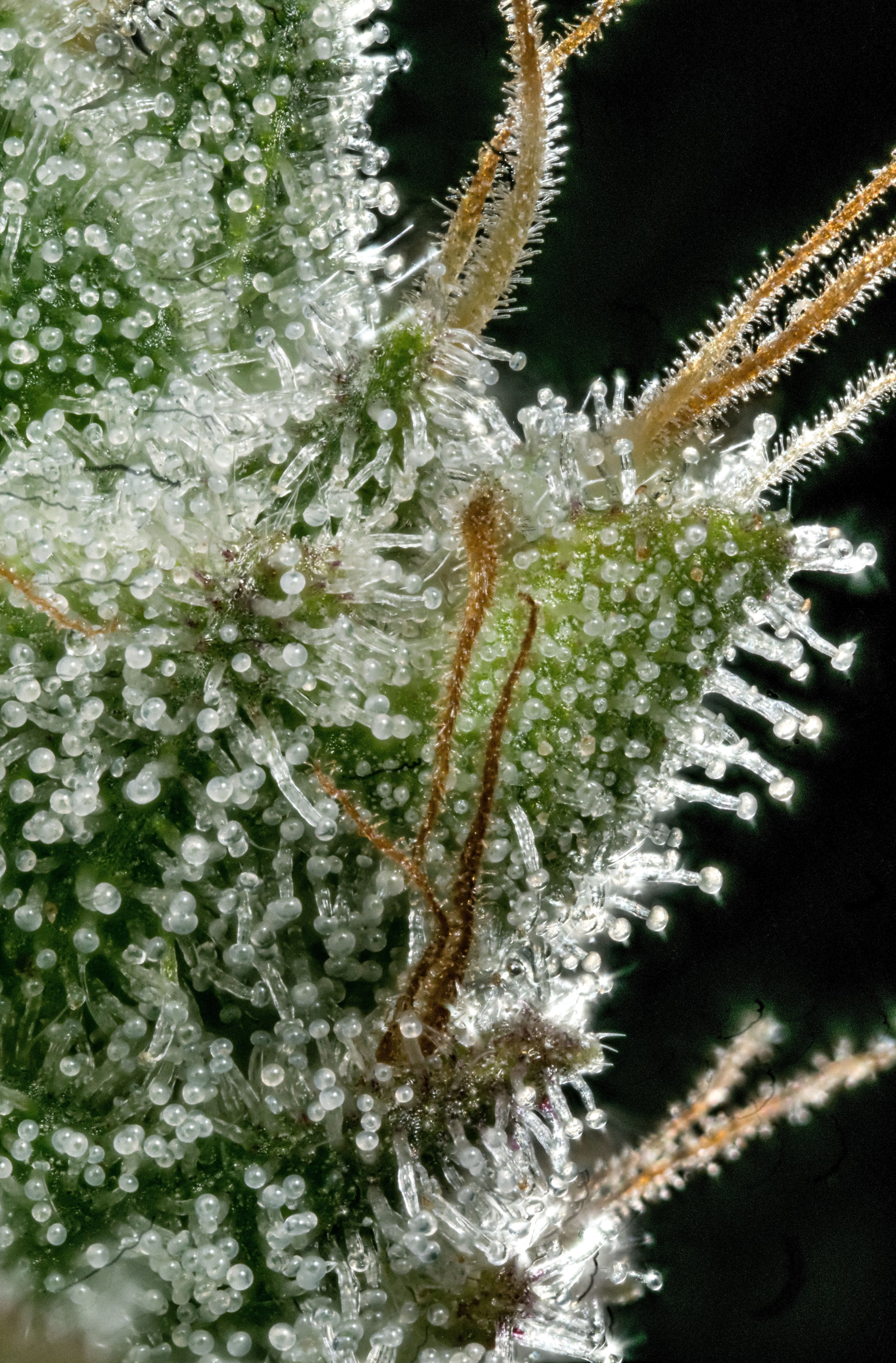 GG4 1.7 resize.jpg