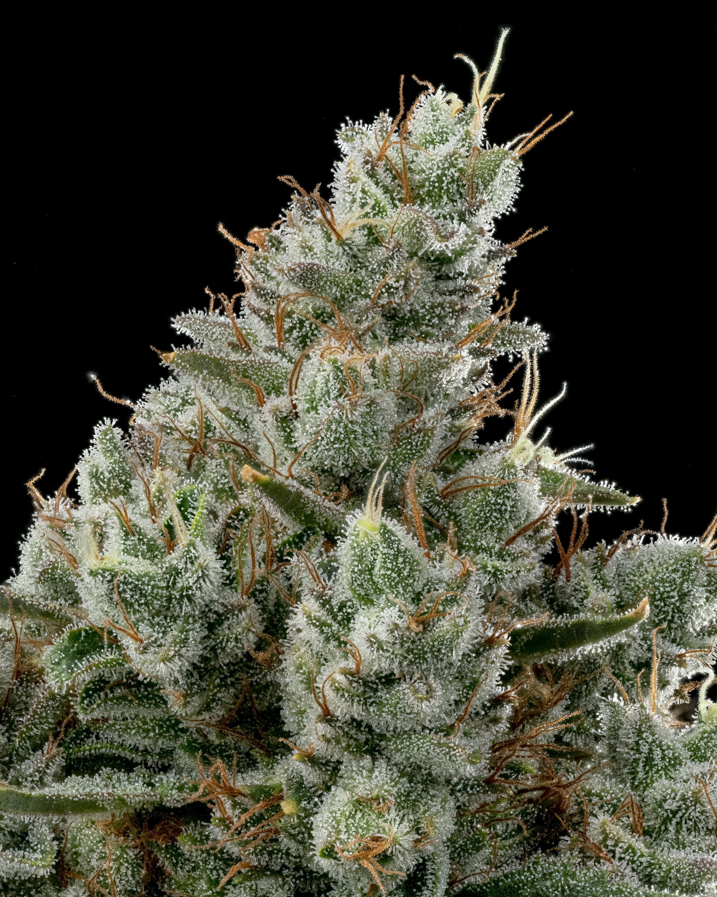 GG4 1.4 resize.jpg