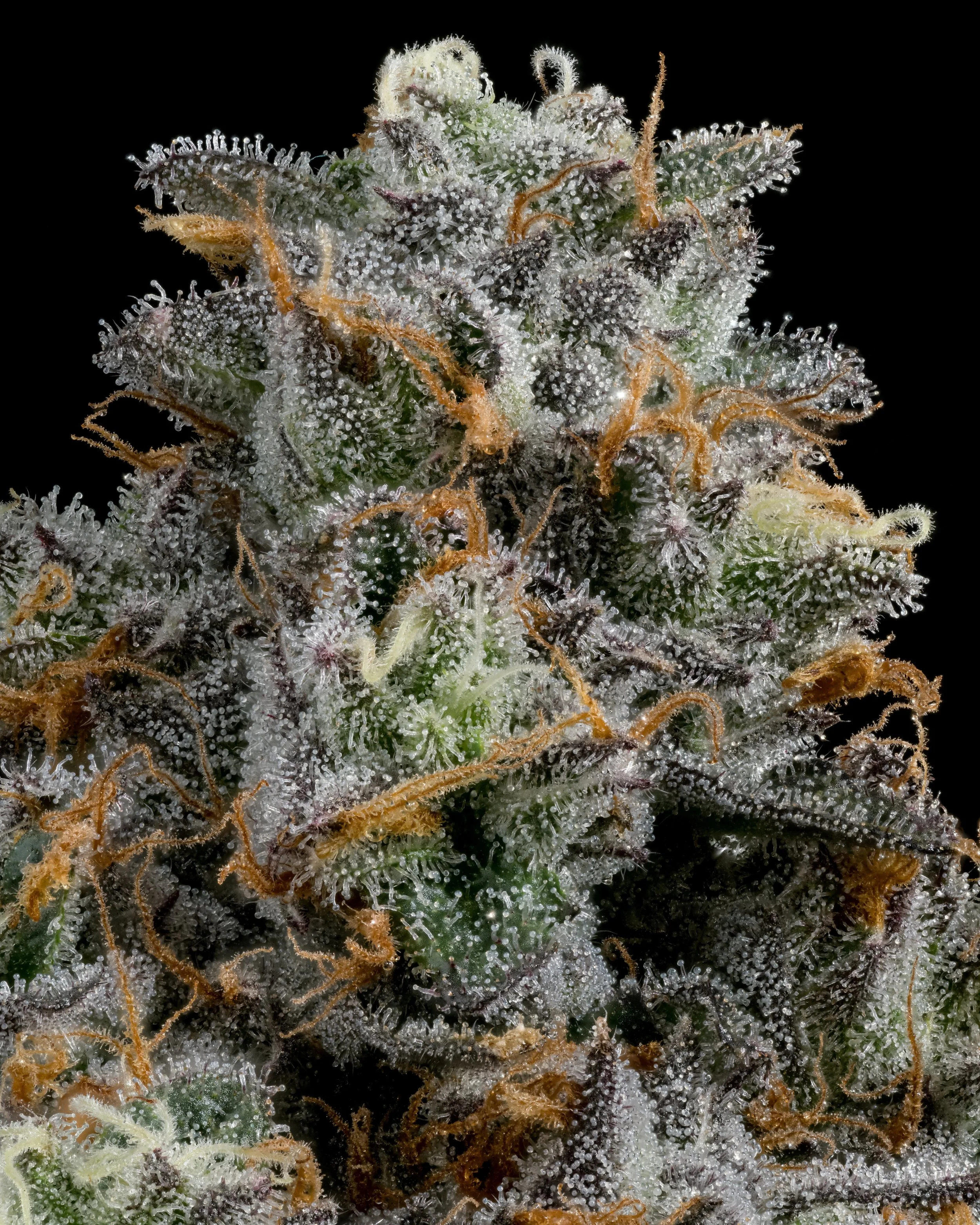 AMARETTO 1.3 resize.jpg