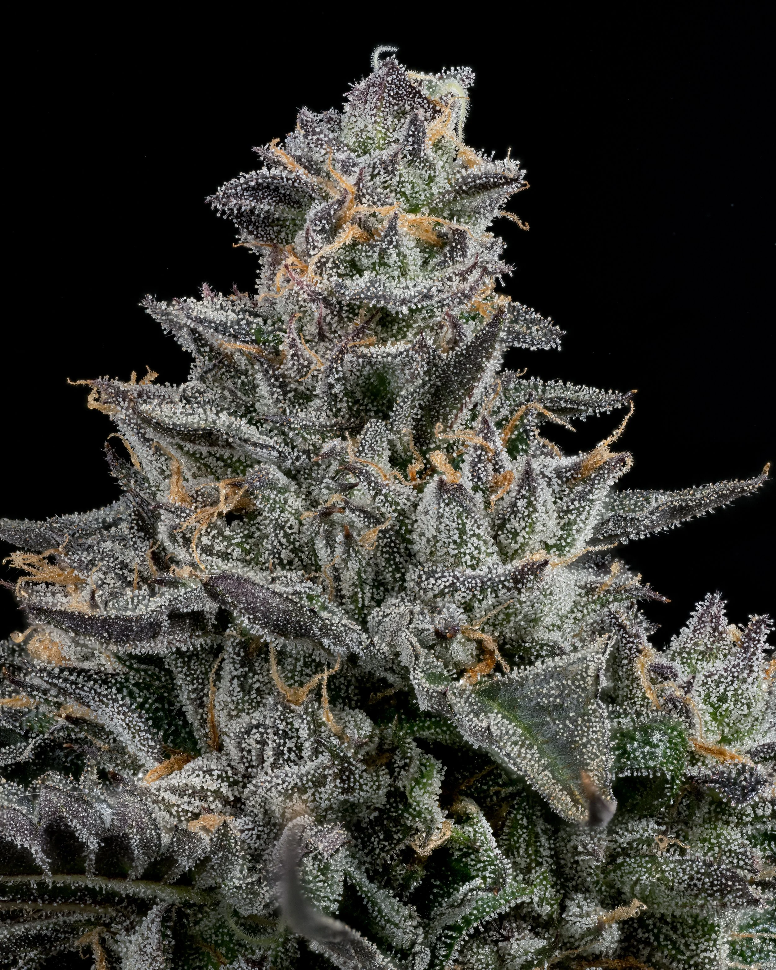 GELATO Z 1.3 rezie.jpg