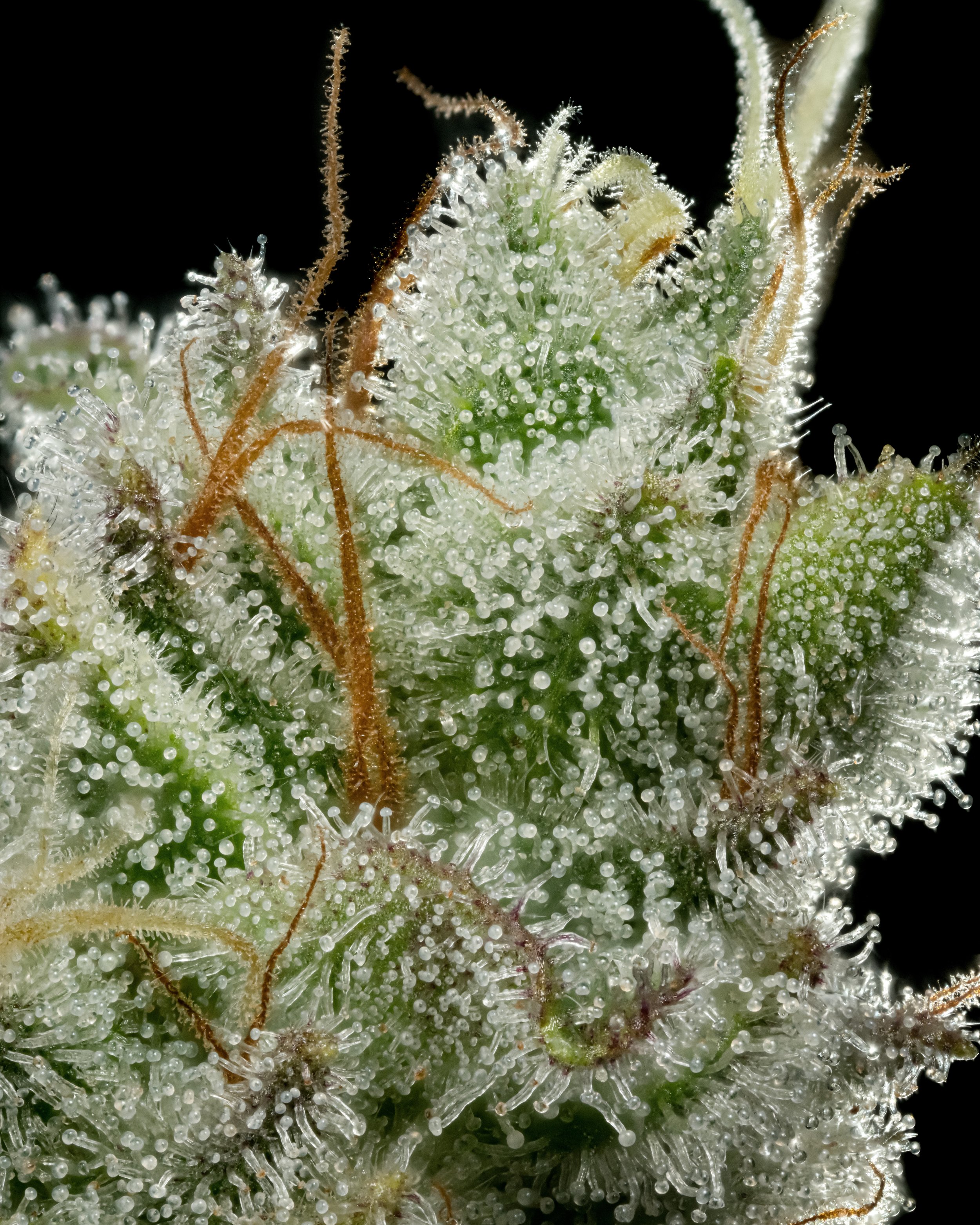 GG4 1.5 resize.jpg