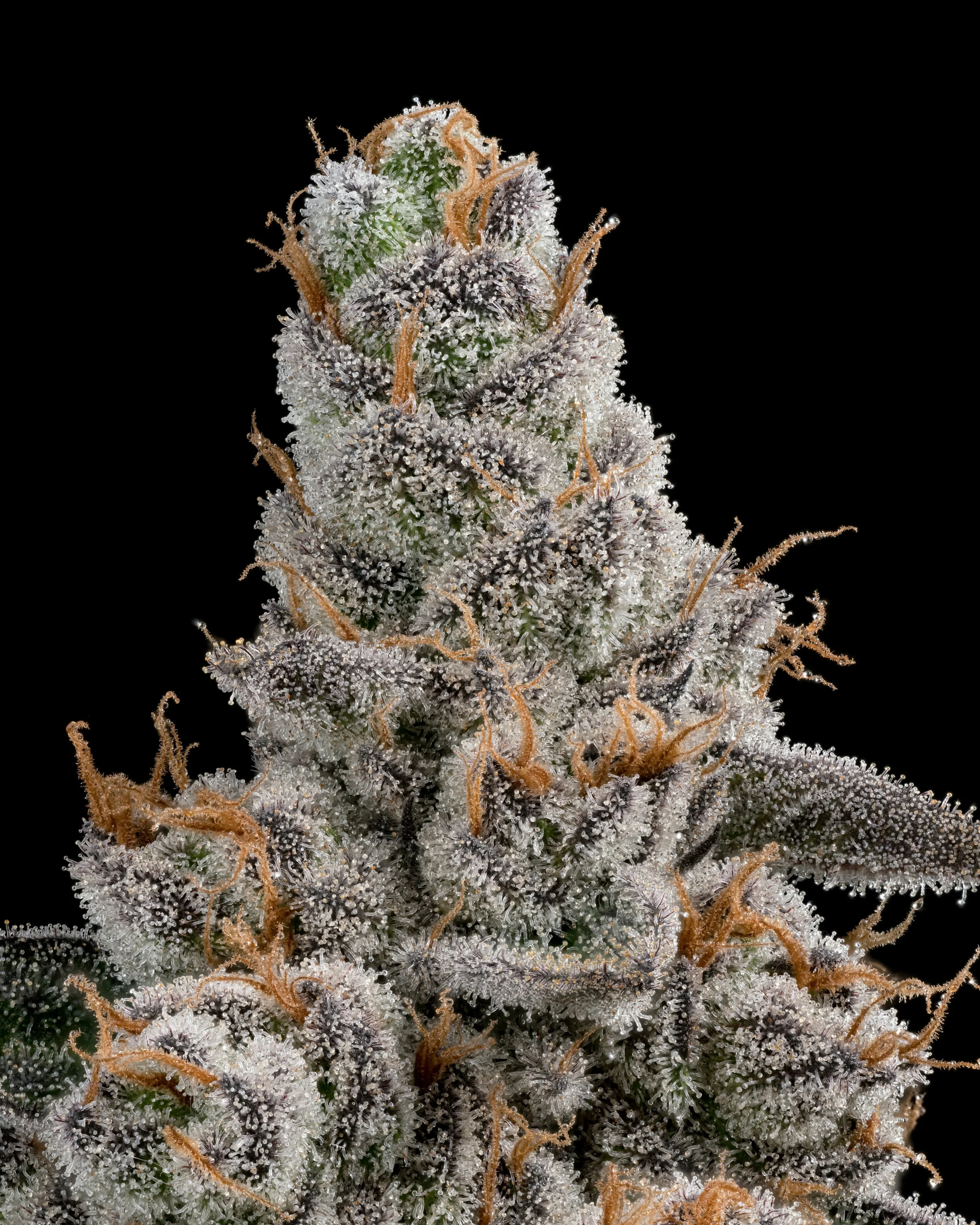 GLITTER BOMB 1.4 resize.jpg