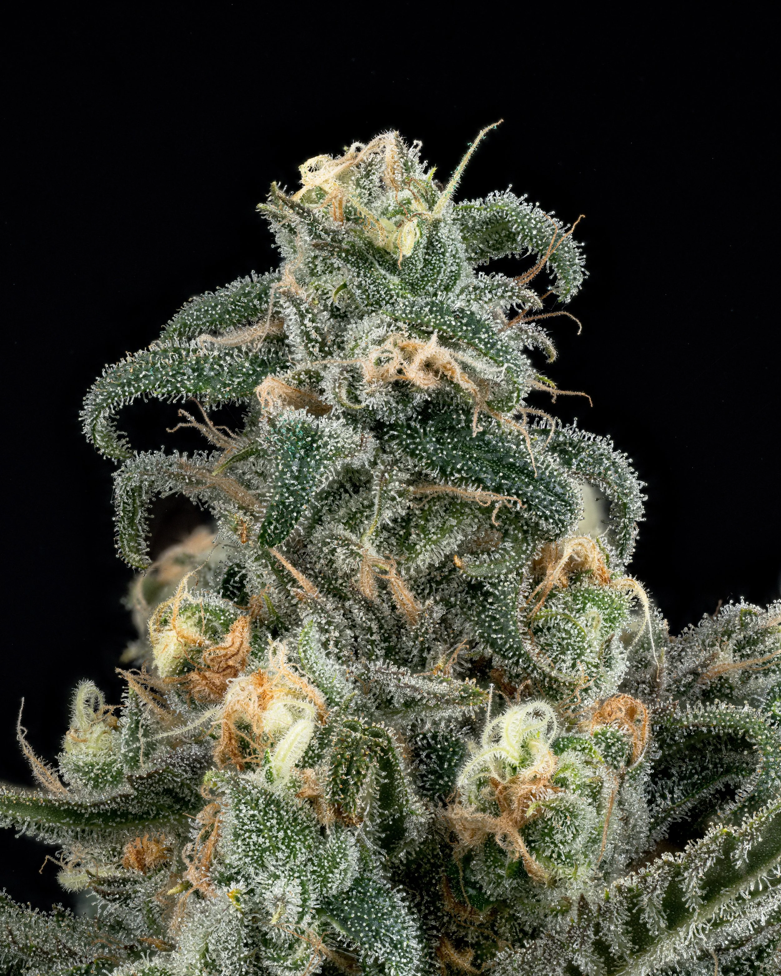 BLUE DREAM 1.3.jpg