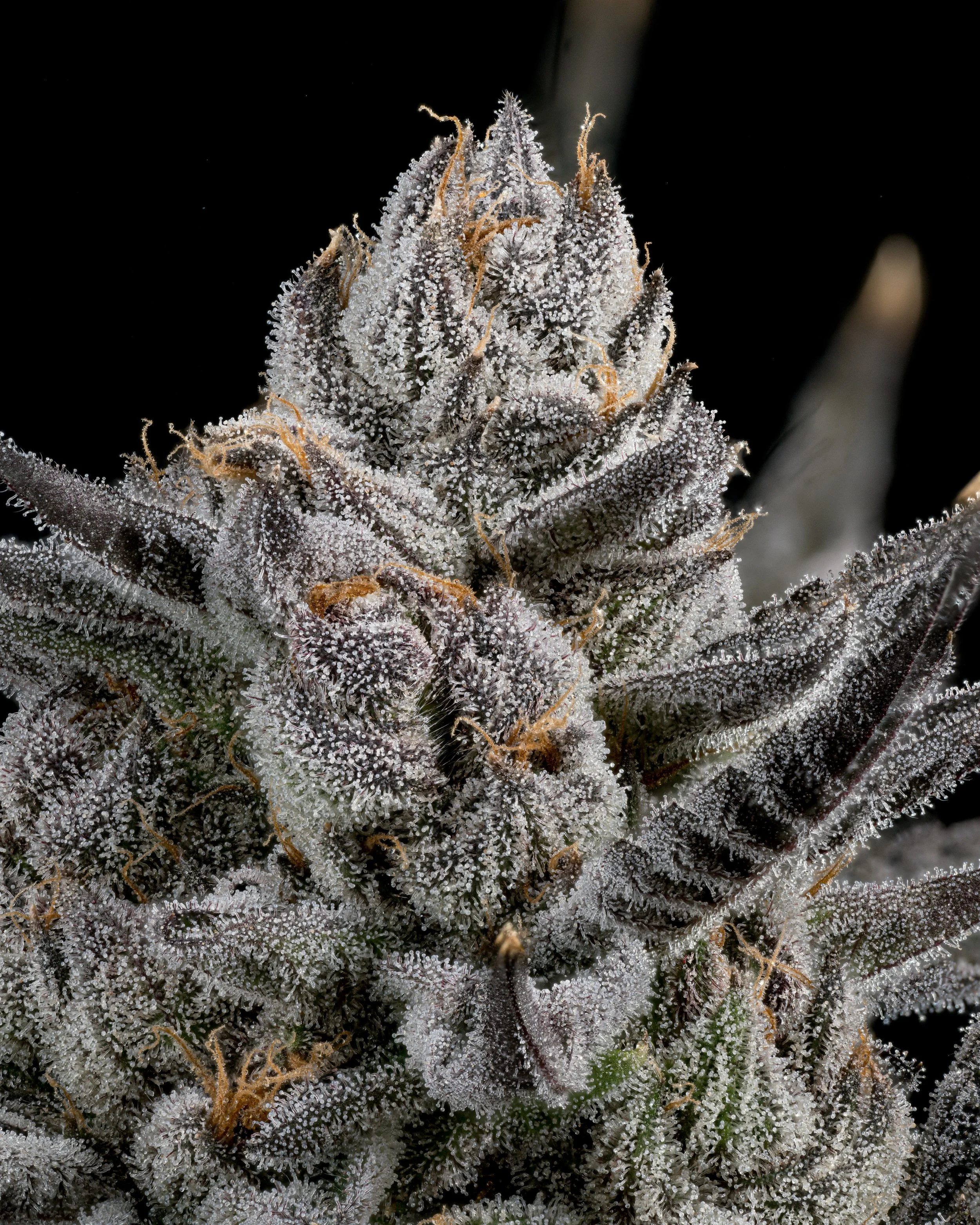 RUNTZ 1.4 resize.jpg