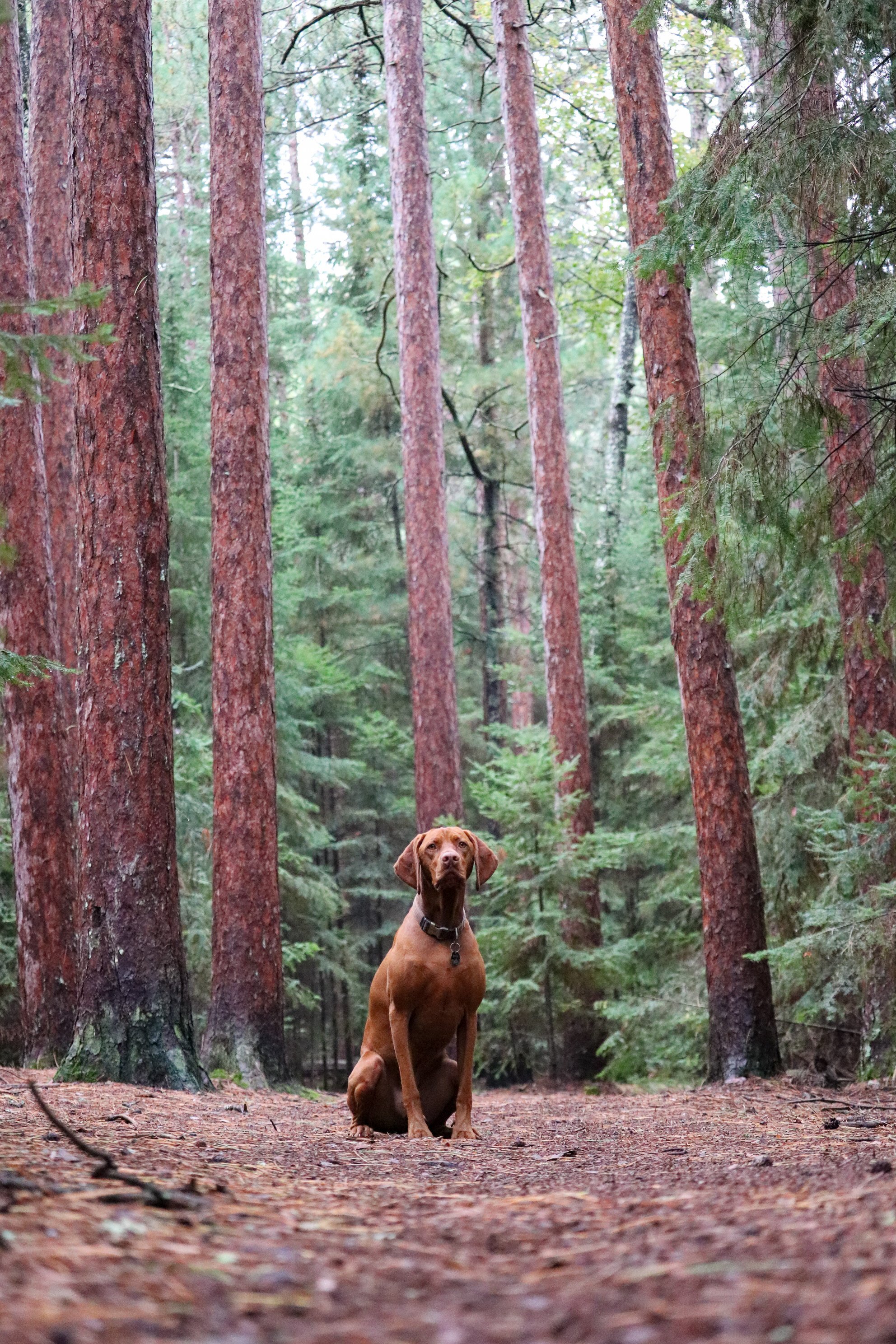 Lifestyle: Hiking with Pets