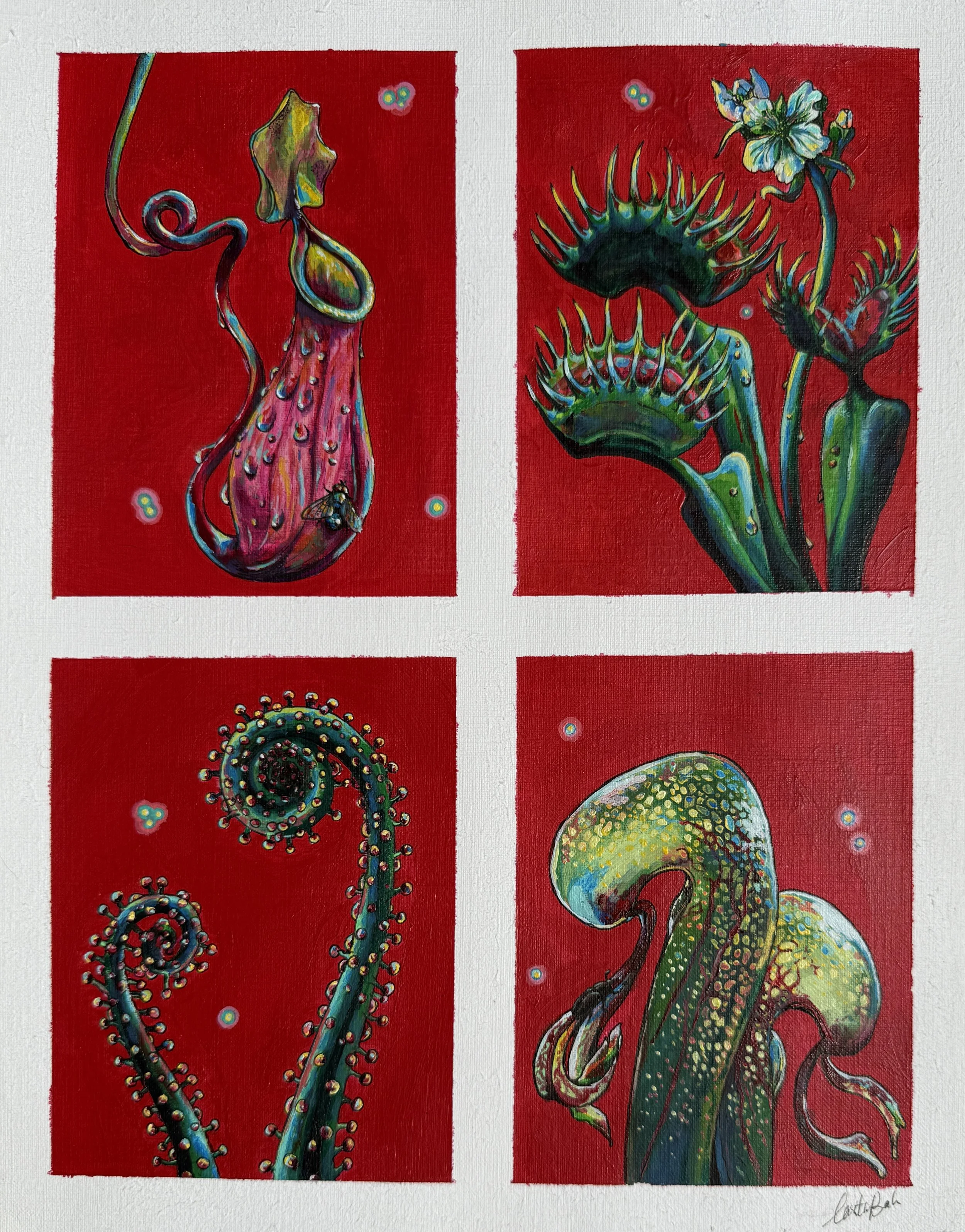 "Carnivorous Plant Study" 
Acrylic & ink on paper, 11" x 14" 
2024