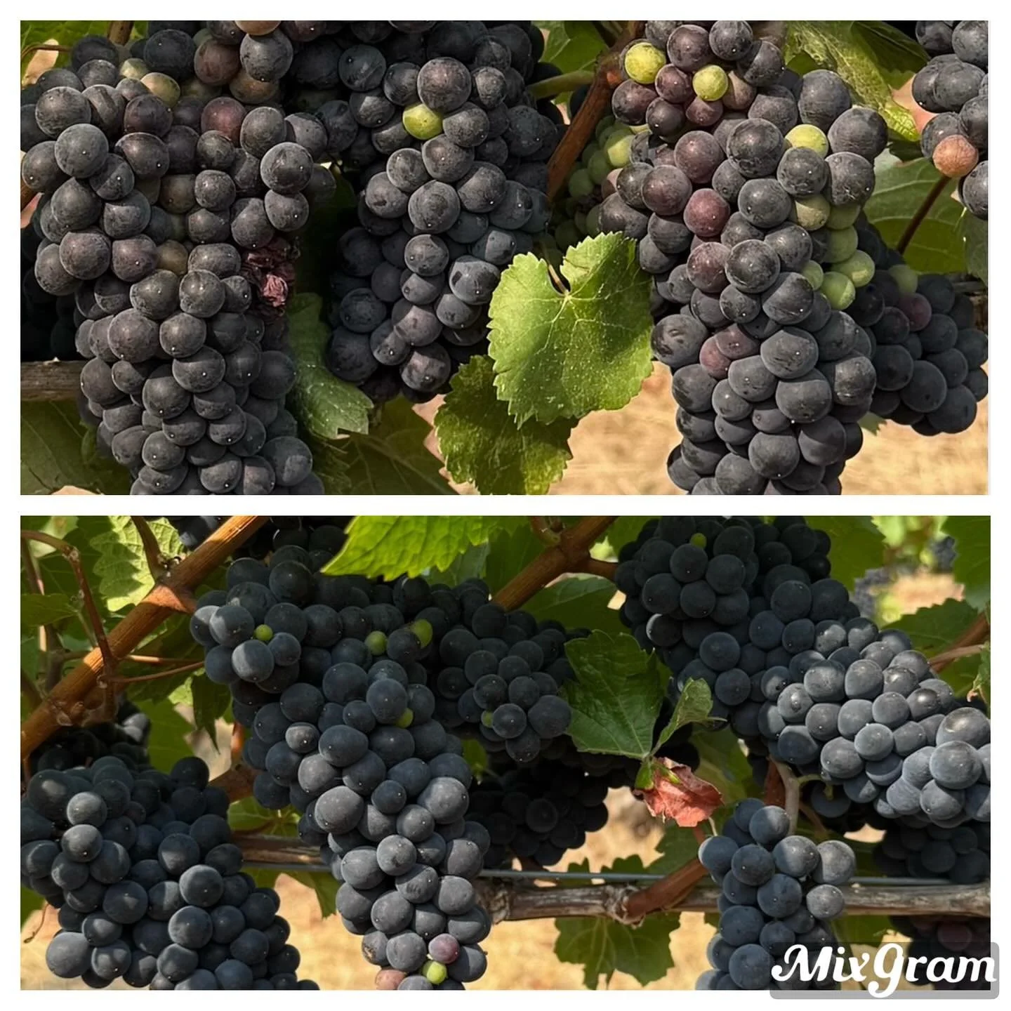 The tale of 2 vineyards 🍇

With just a mile separating RPG and Folly of Man Vineyards you wouldn&rsquo;t expect significant difference in grape ripeness.  But we&rsquo;re planning to pick RPG about 2 weeks before Folly of Man this year.  This is bec