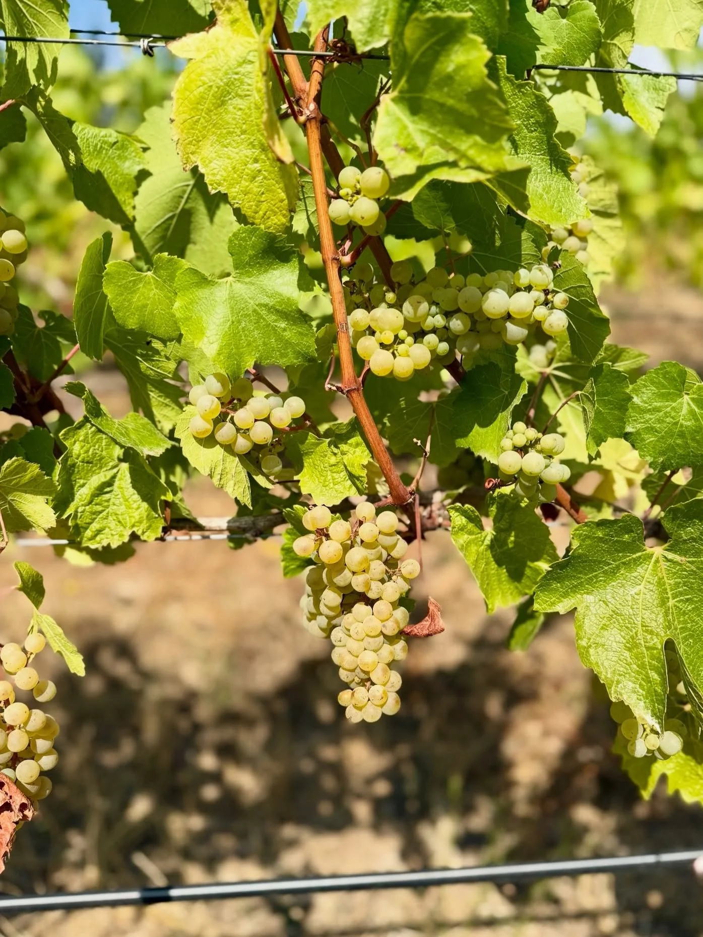 Potentially the last check ins before deciding to pick our two new vineyards, Folly of Man (Pinot Noir) and Pearlstad (Chardonnay)! Harvest is a bit earlier this year compared to last, but these Eola-Amity Hills sites are taking their time to reach o