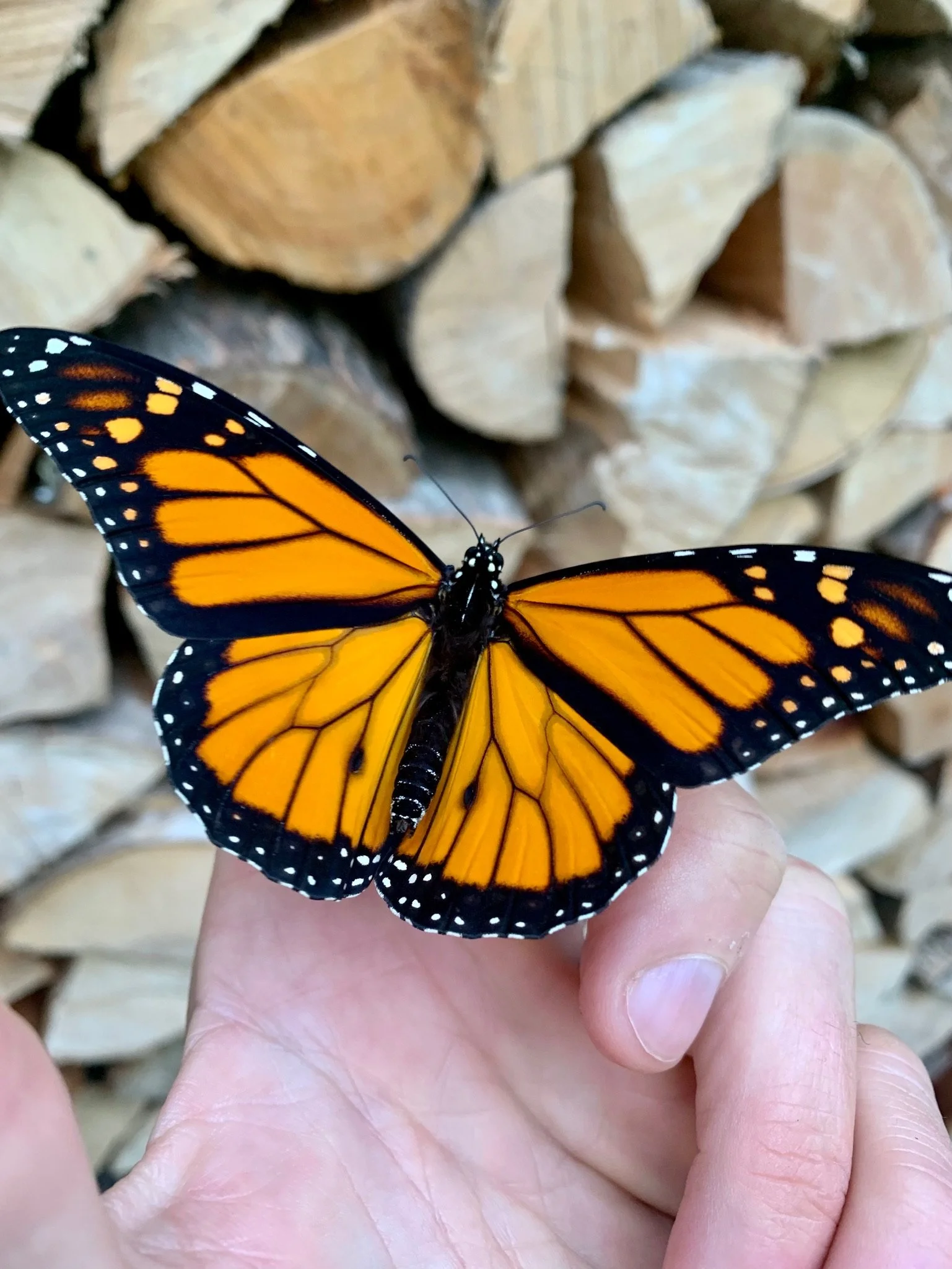 Butterfly on Mark's hand.