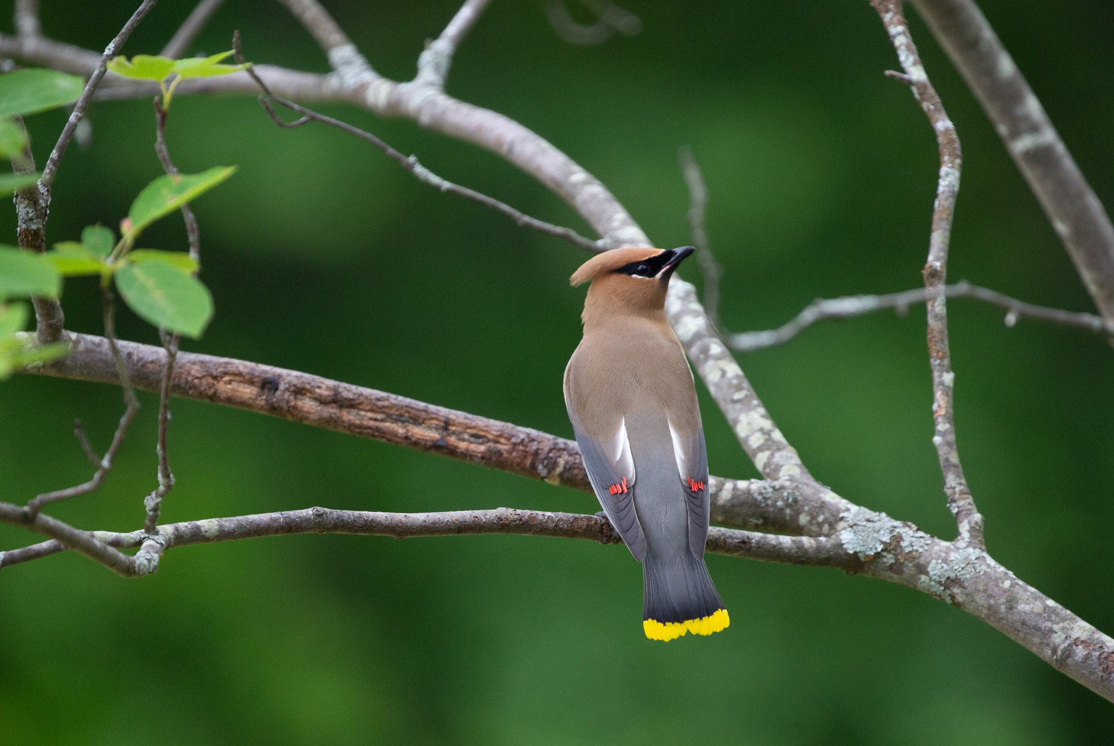 Bird on branch 2.jpg