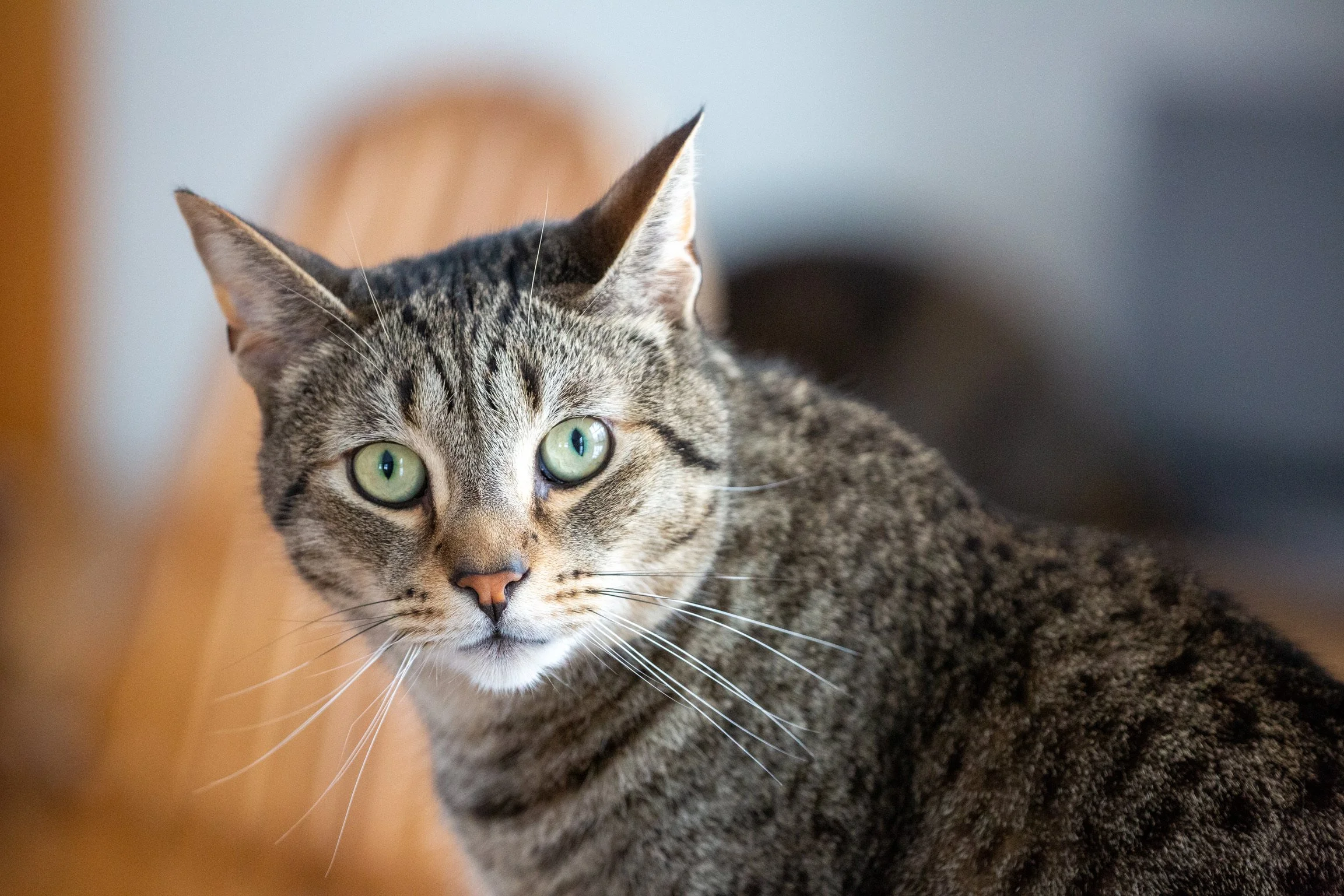 Julie Cat.jpg