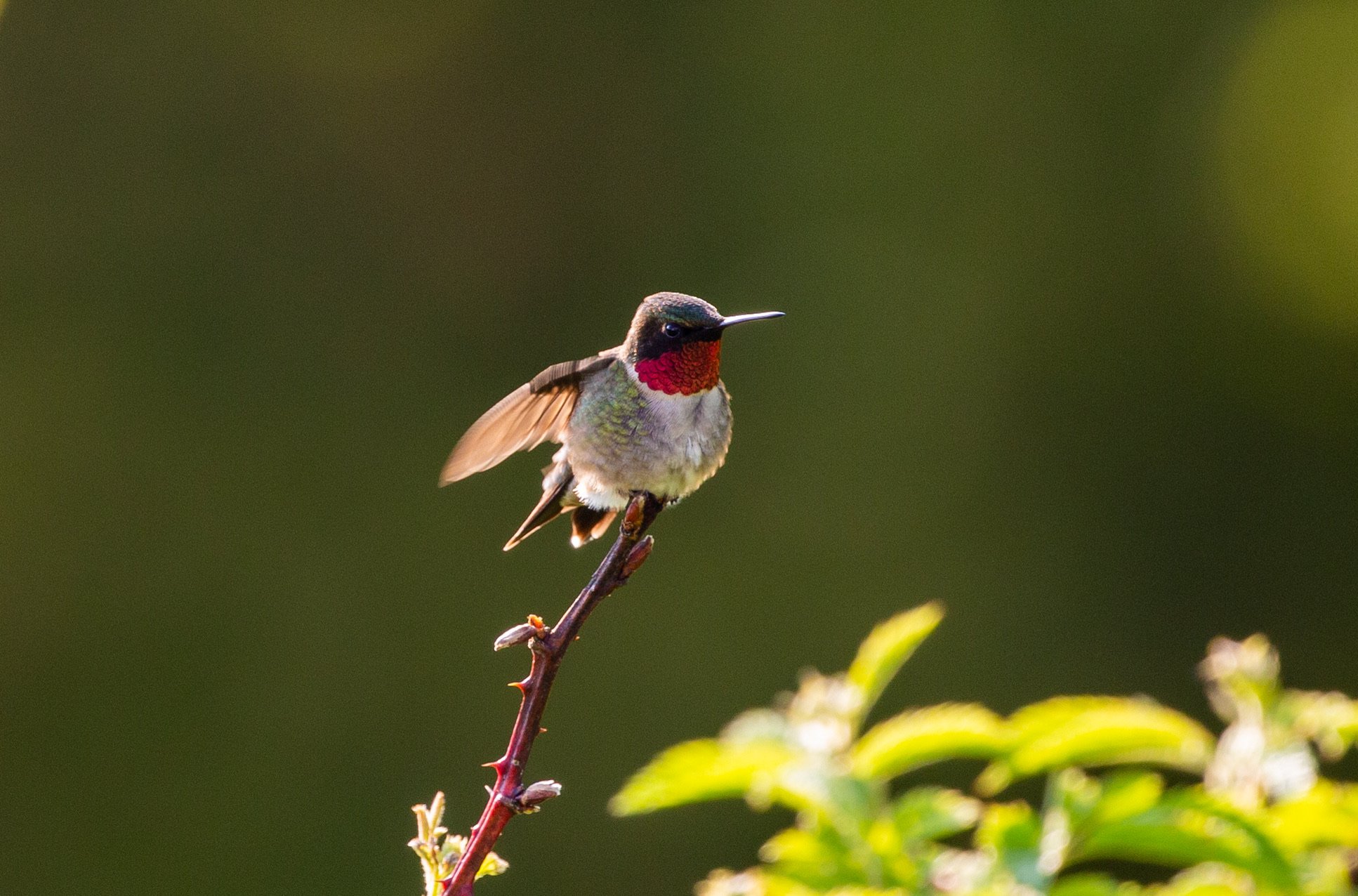 Hummingbird.jpg