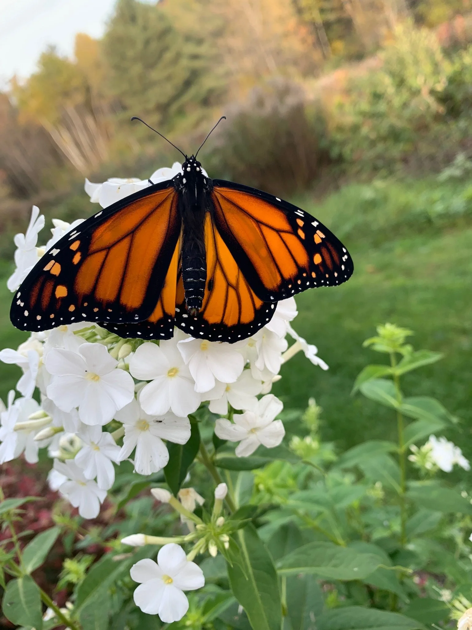 Monarch on flower.JPG