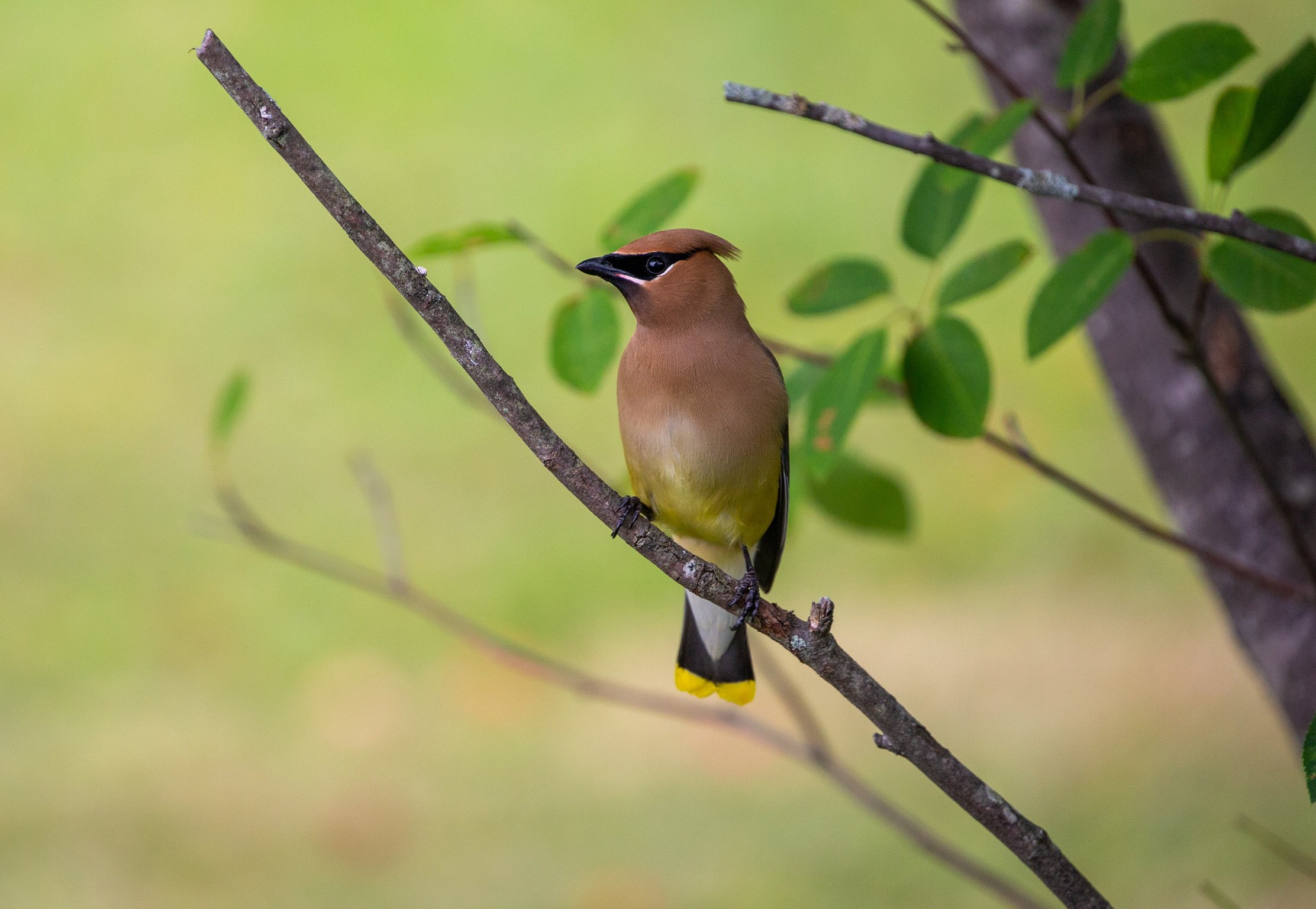 Bird on branch.jpg