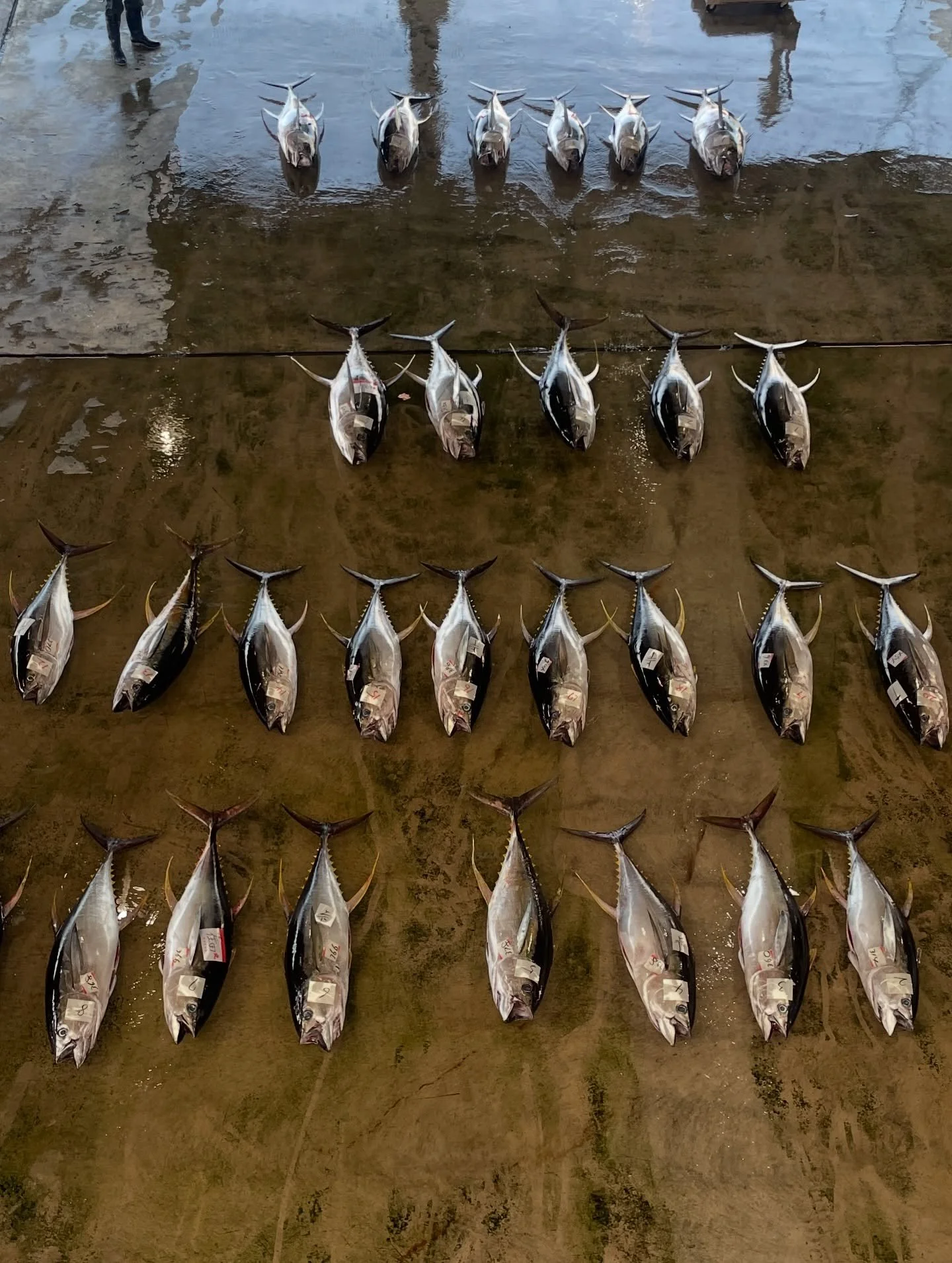 Some of the food on the Kumano Kodo
1. At the Tuna Auctions 
2. Cooking Yakiniku at the campsite
3. Hojicha Cream Puff
4. Duck Ramen
5. Local River Fish Set
6. Rice Bean Ball 
7. Whale Sashimi
8. Tuna gifted from Kyrgyzstan 
9. Chicken Cartilage 
10.