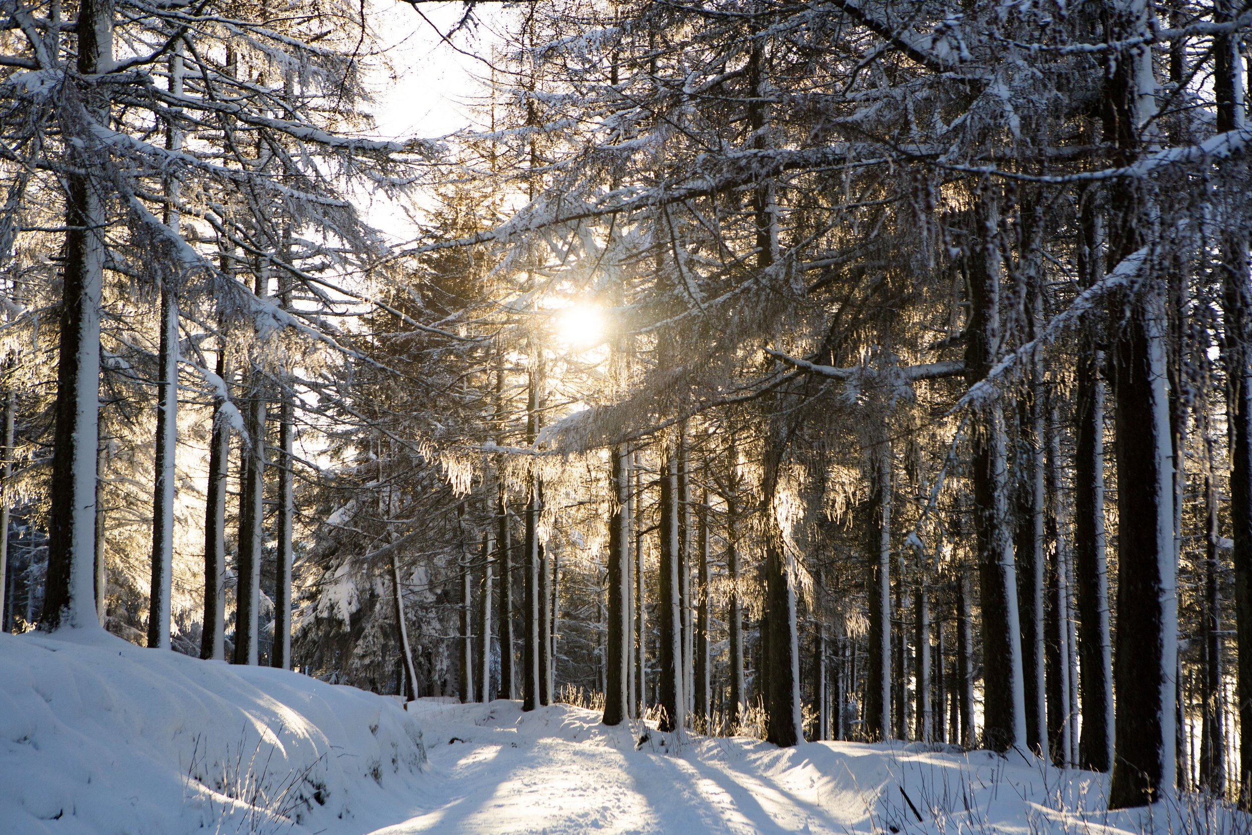 Snow in the Dublin Mountains