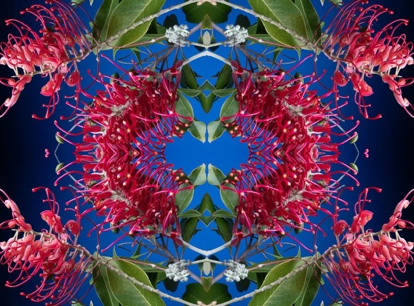 Red Grevillea: Enter