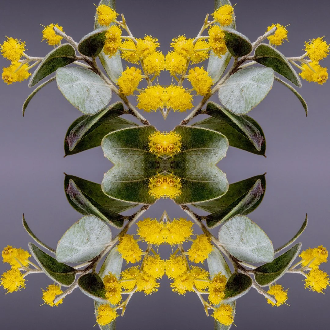 Shield &mdash; wattle in full bloom, soft, bright and quietly strong.

#Shield #RenBrazelArt #BotanicalArt #Wattle #AustralianNatives #FineArtPhotography #NatureInspired #BrisbaneArtist