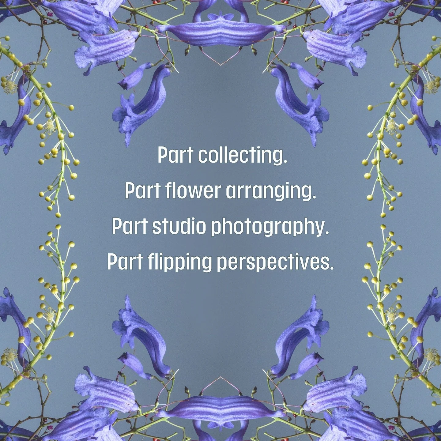 Part wonderment collecting &amp; gathering....... 
Noticing the smaller worlds within our world. 
Part Flower arranging......... 
Not traditional, just intuitive. 
Part Studio Photography.......... 
From background colours to style of lighting. Paint