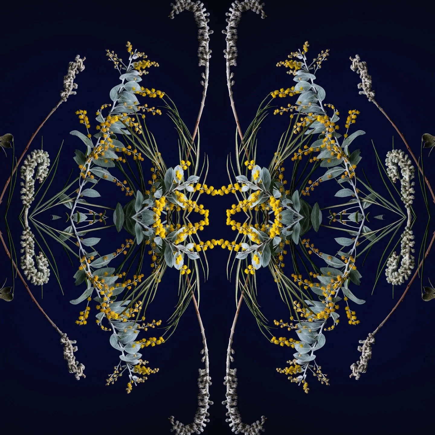 Somewhere between natural and something else.

#australianartist #brisbaneartist #renbrazelart #australianbotanicals #botanicalartwork 
#contemporaryart #fineartphotography #photographicart #artforinteriors #interiordesignart 
#artforinteriordesigner