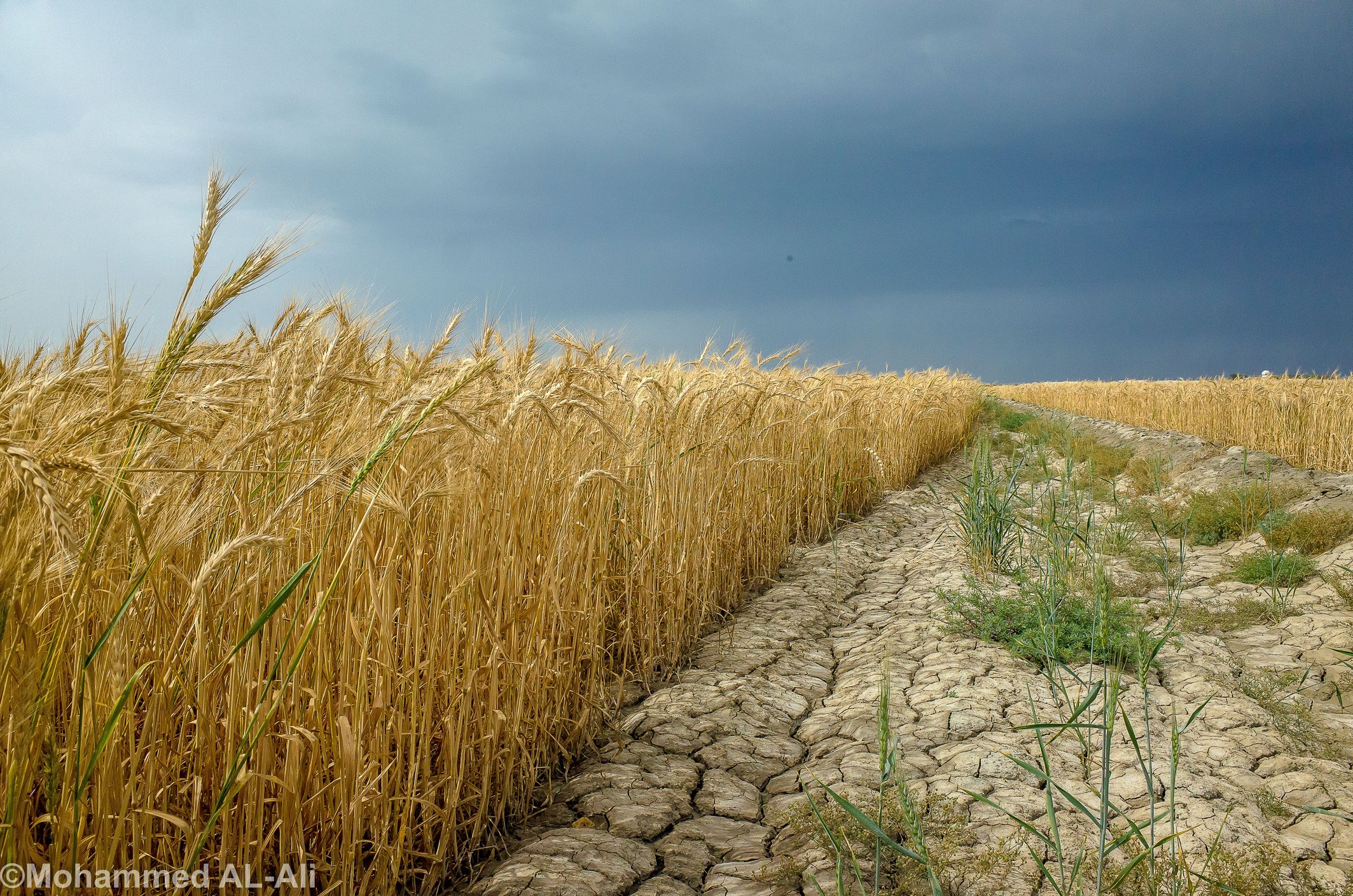 Resilience has a cost, and right now farmers are paying it​​