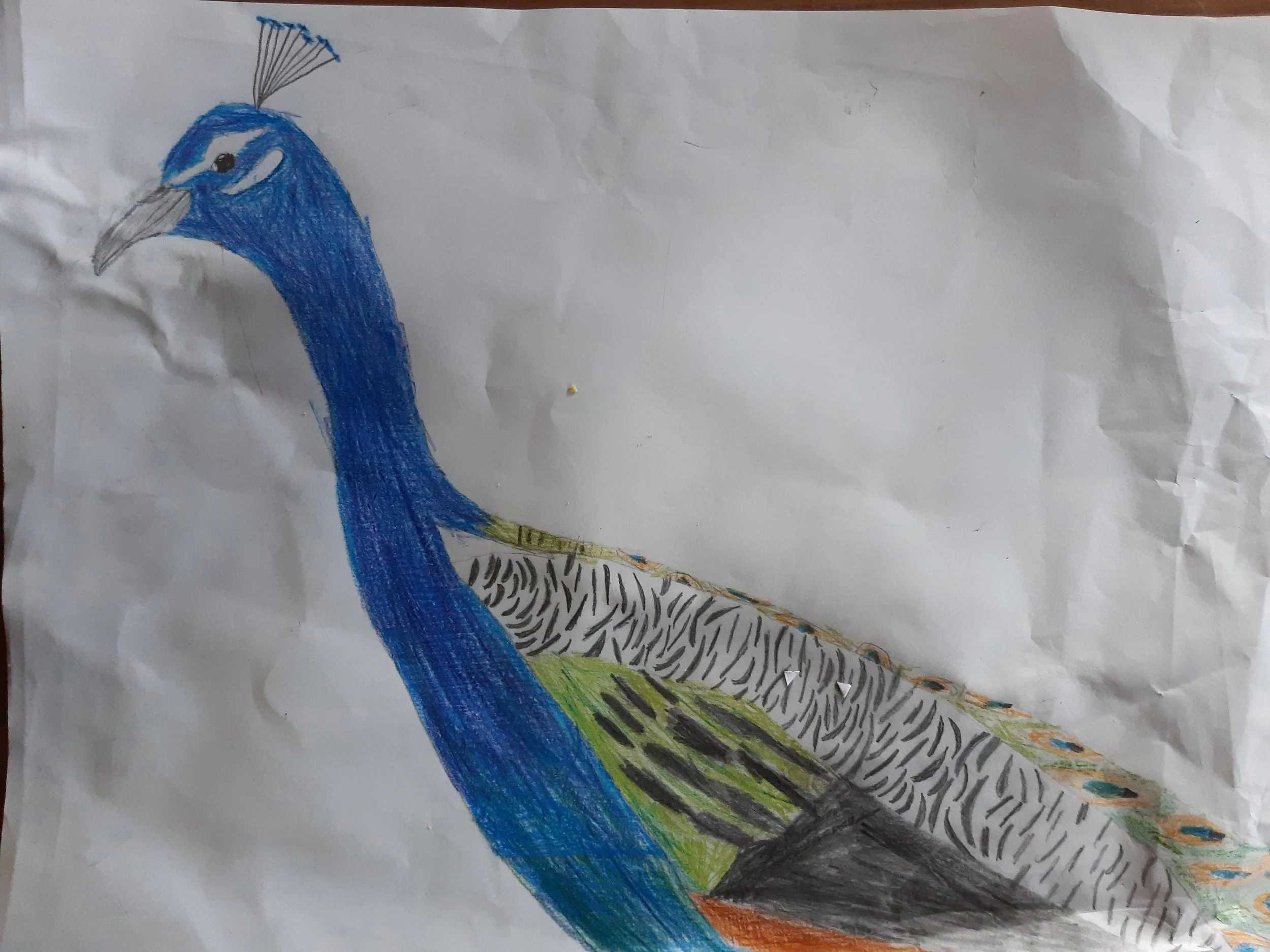 Peacock by Annika age 7.jpg