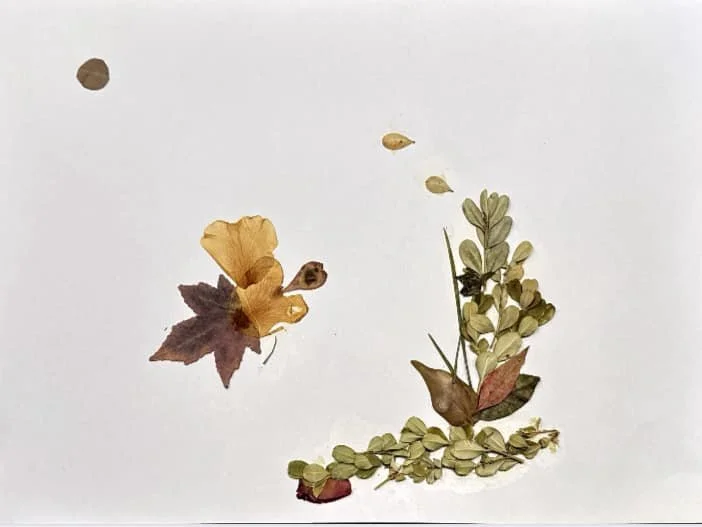 Autumn by Sophie aged 11.jpg