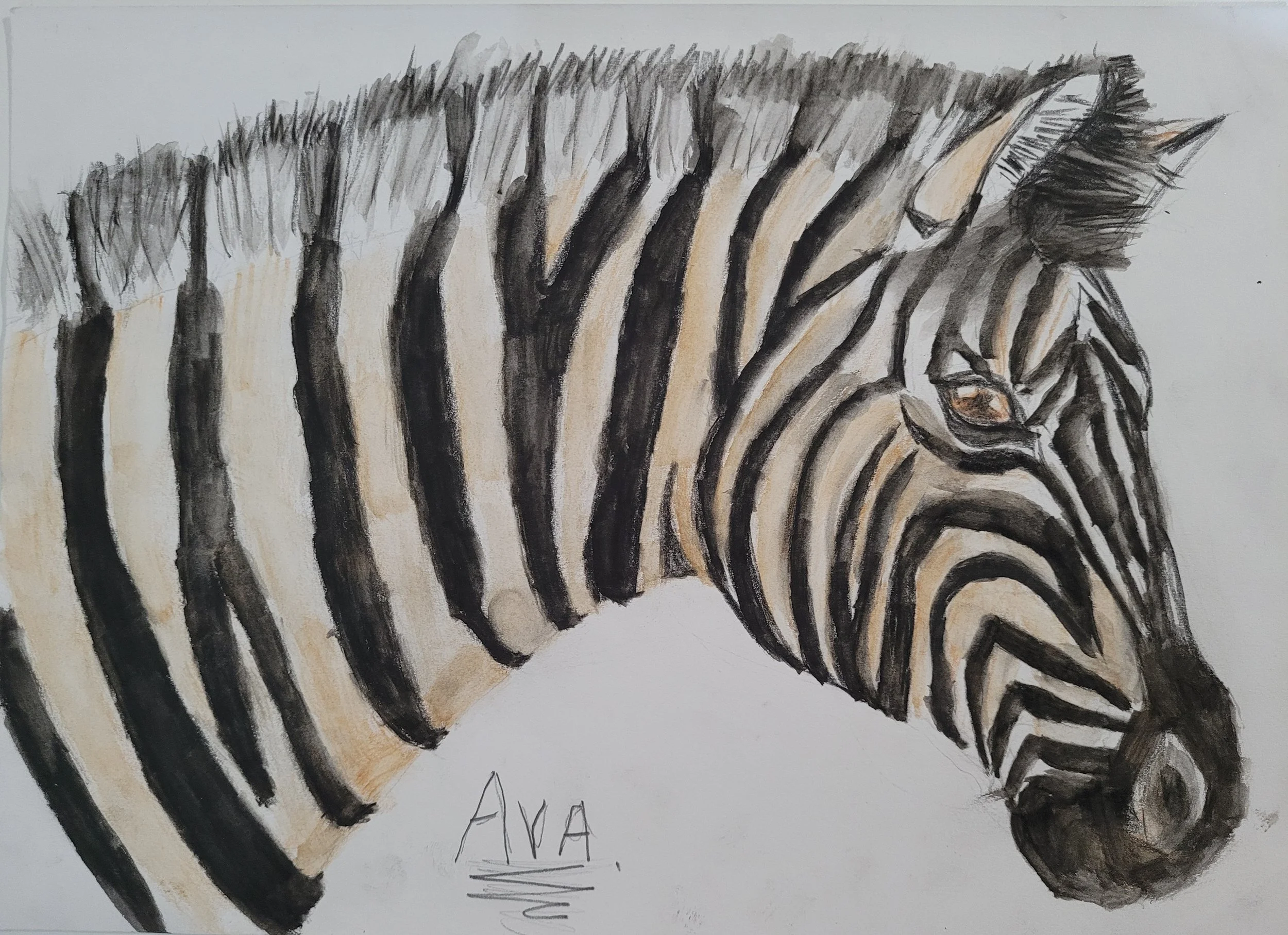 Zebra 2 by Ava aged 12.jpg