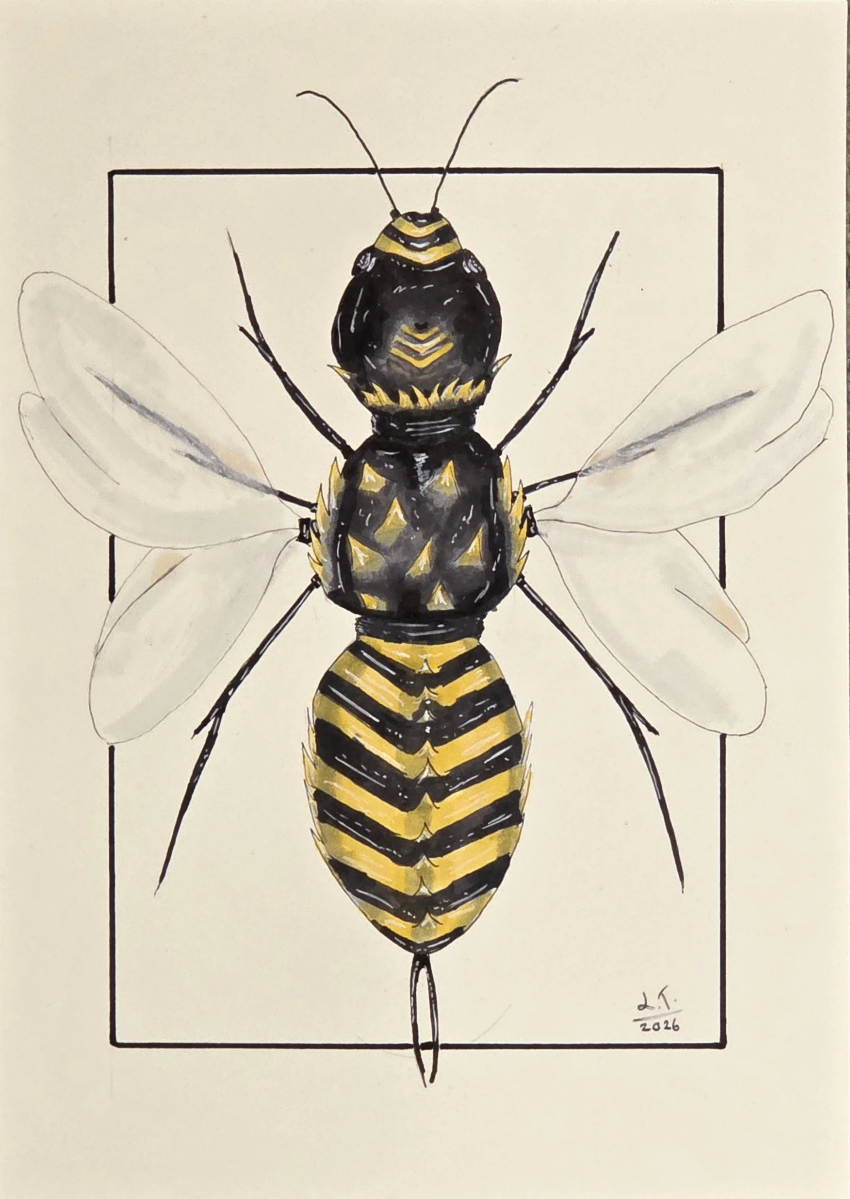 'Wasp' by Jaegar aged 12