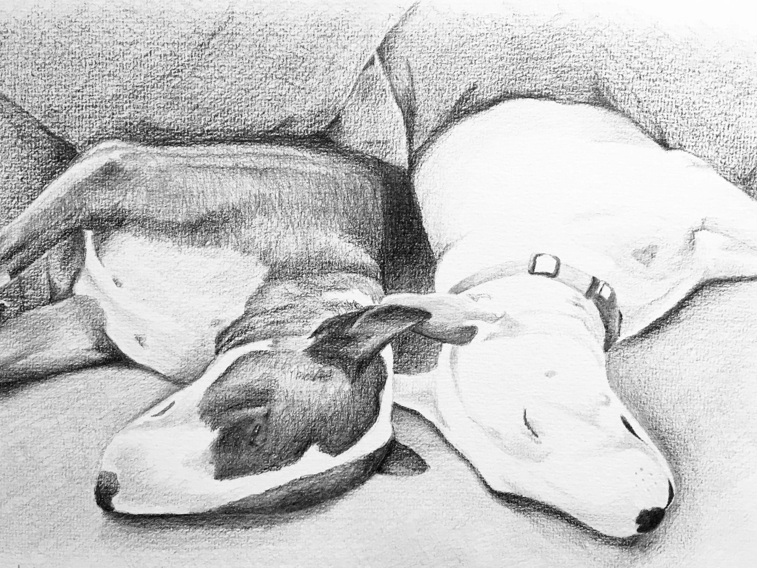 Custom pet portrait