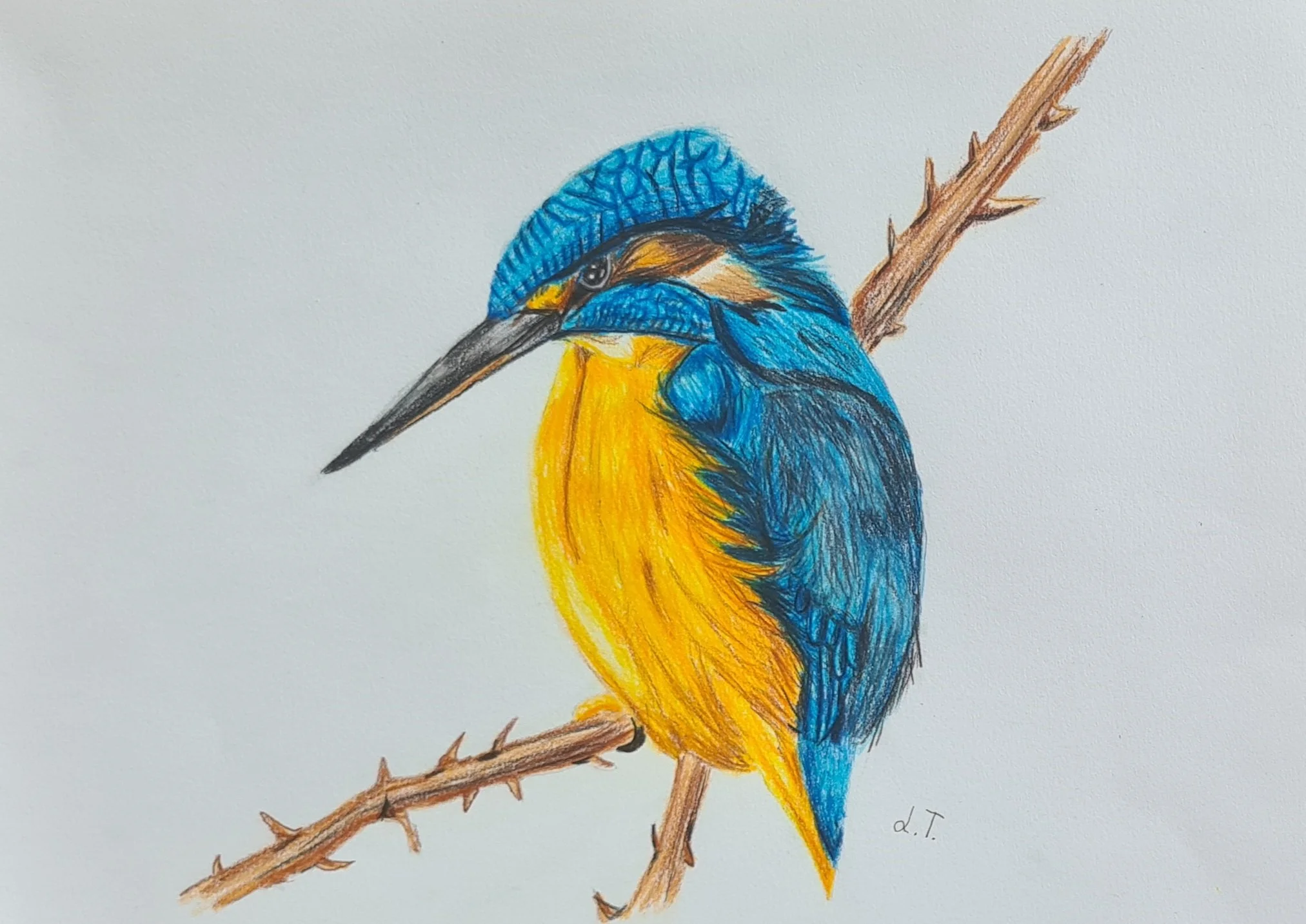Kingfisher by Jaeger aged 9.jpg