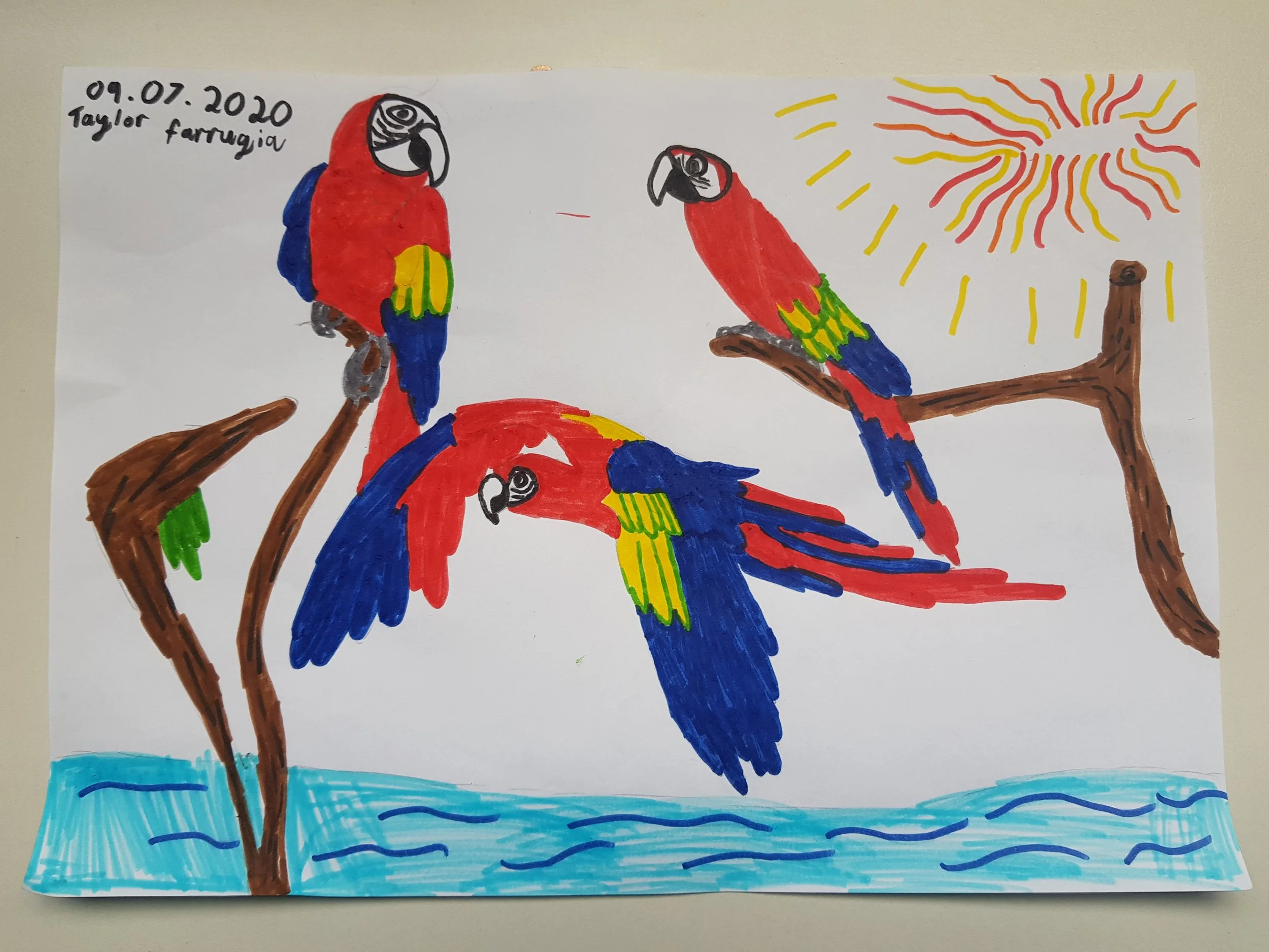 Macaw by Tayler aged 10.jpg