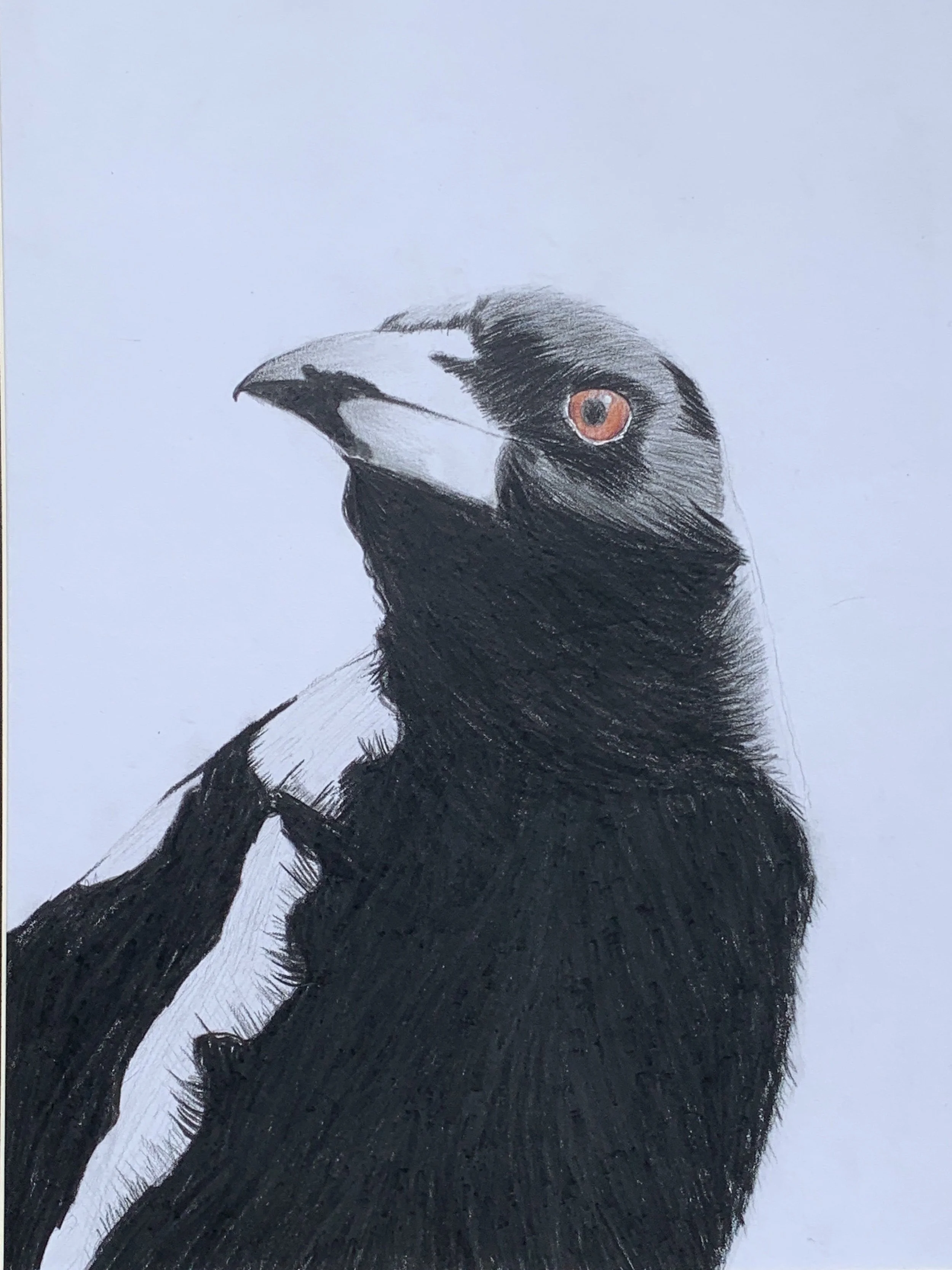 'Watchful magpie' by Tom aged 13