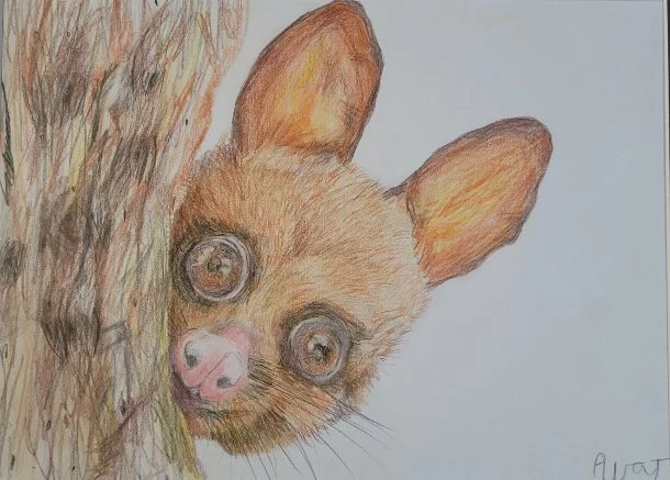 Peek a boo possum by Ava aged 11.jpg