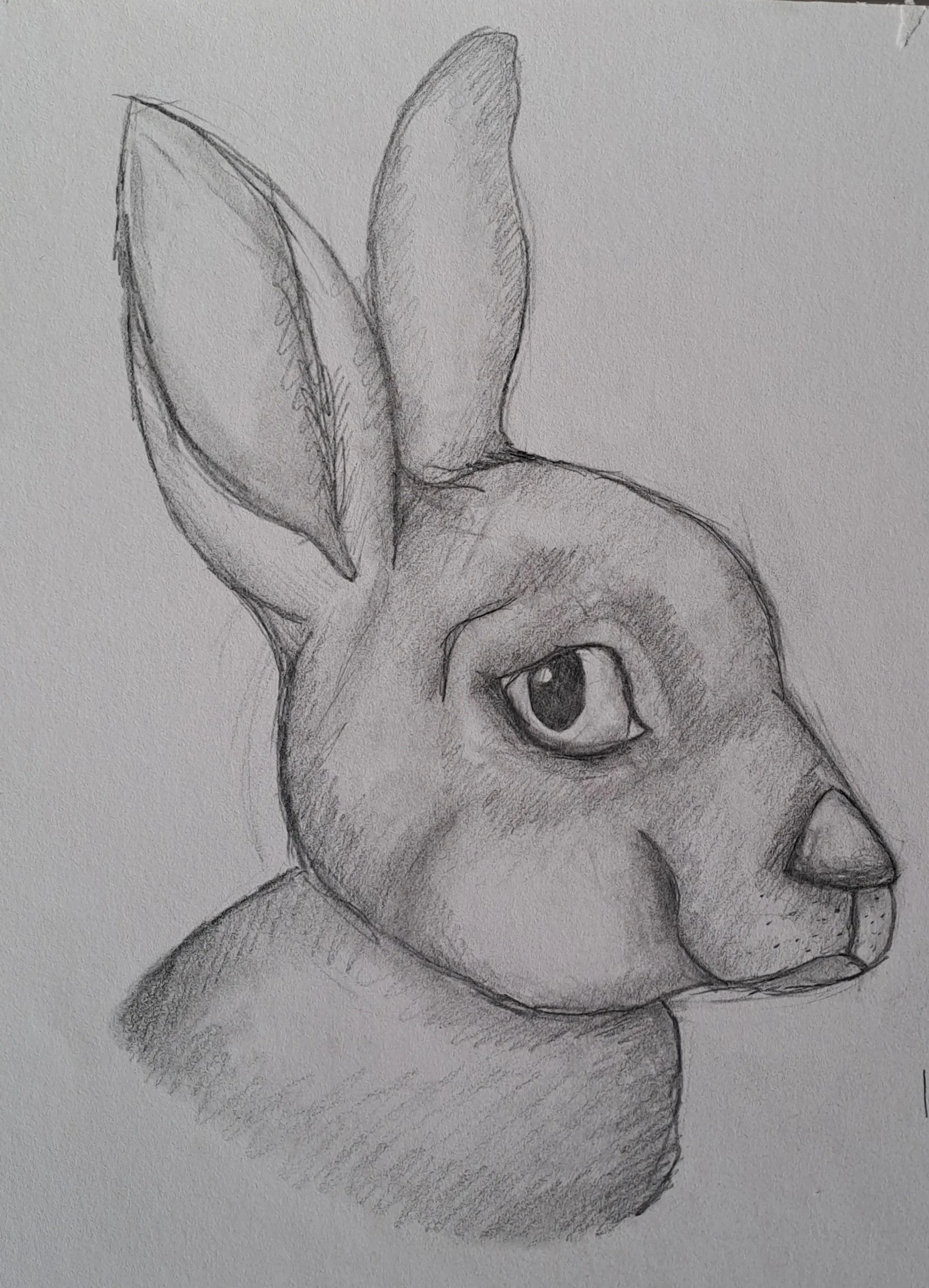 Rabbit by Lila aged 12.jpg