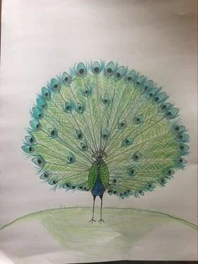 Peacock by Amelia aged 11.jpg