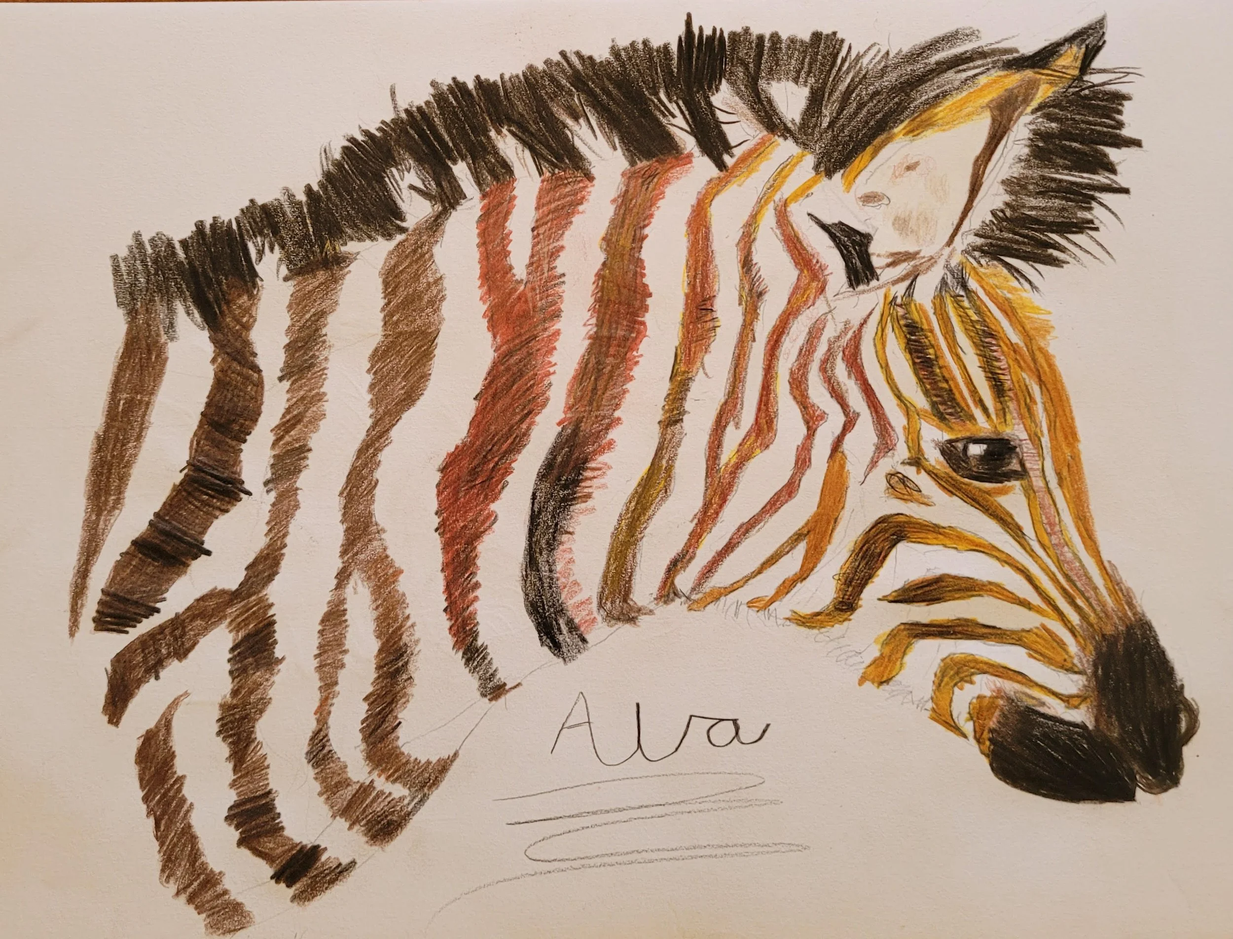 Zebra by Ava aged 12.jpg