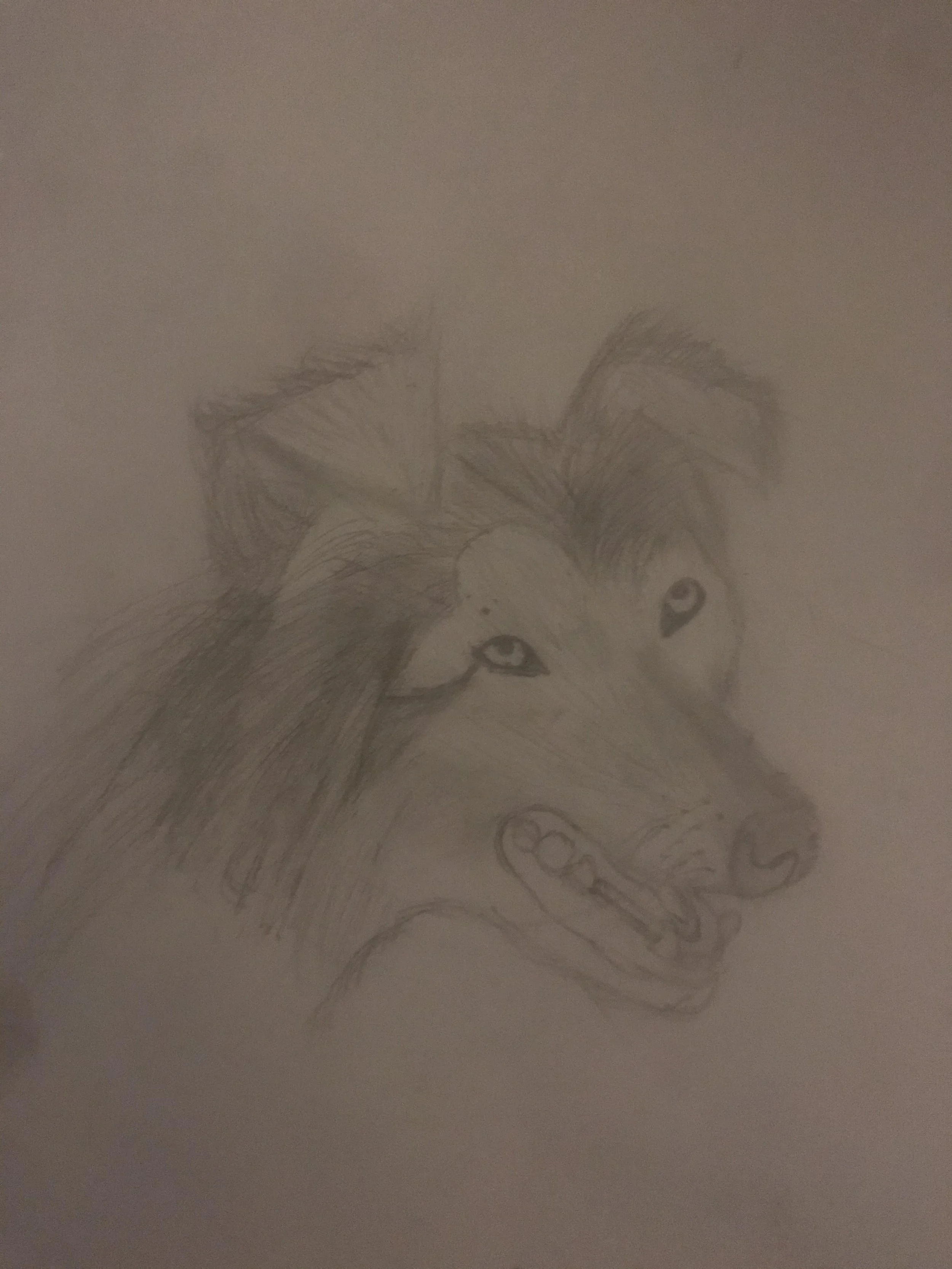 Collie dog by Illiana aged 12.jpg