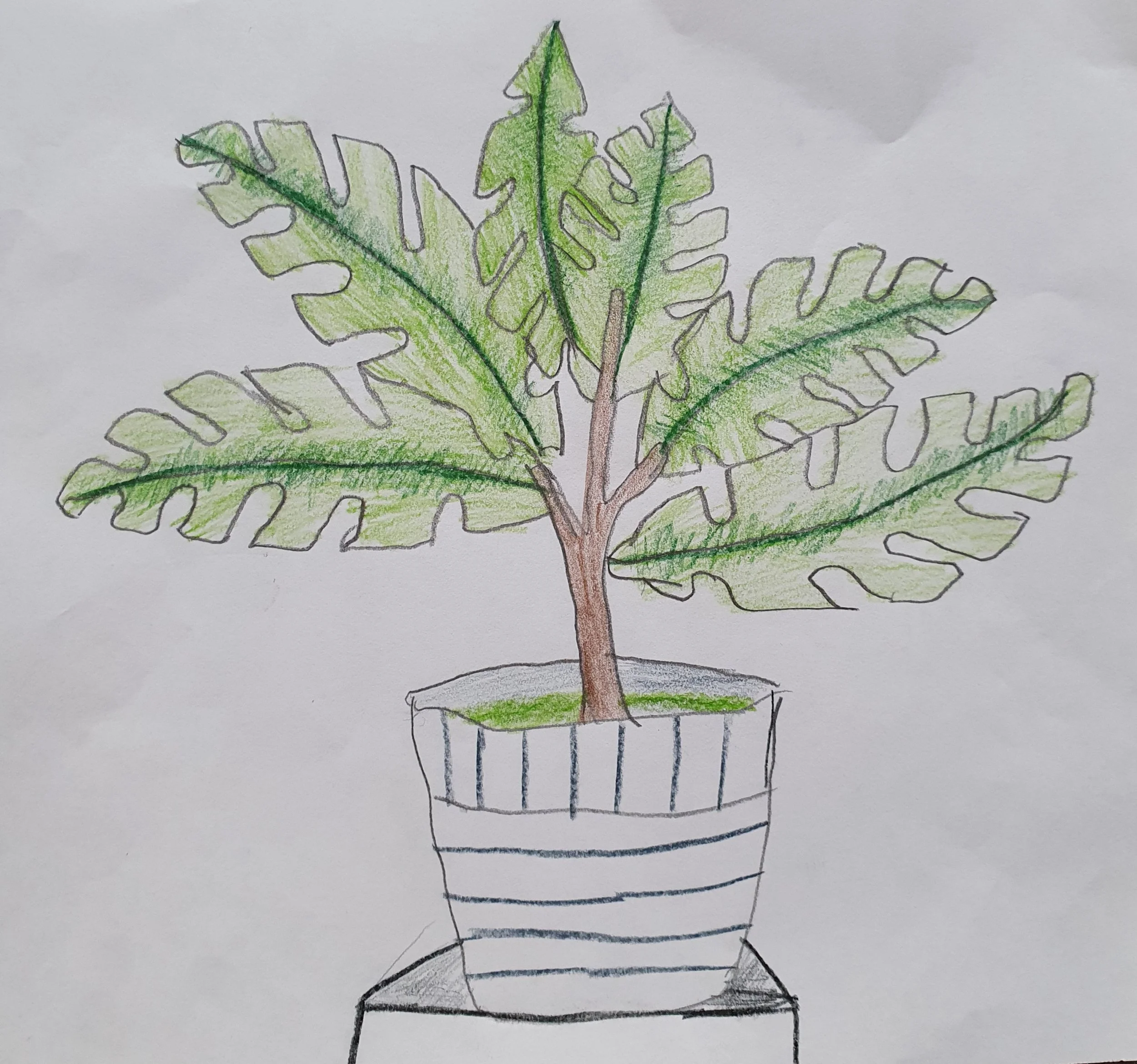 Potplant by Abbey aged 9.jpg