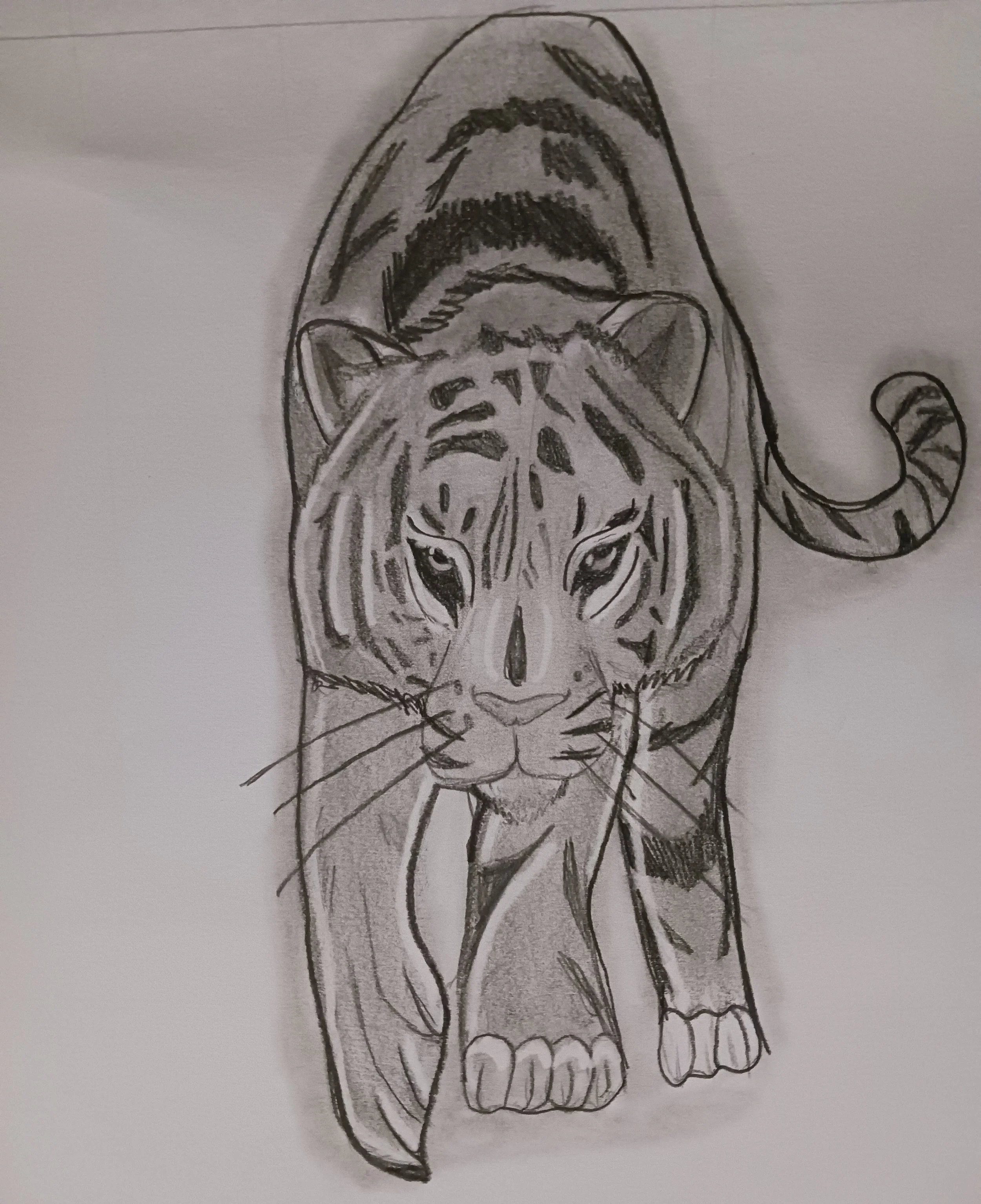 Tiger by Ashmit aged 11.jpg