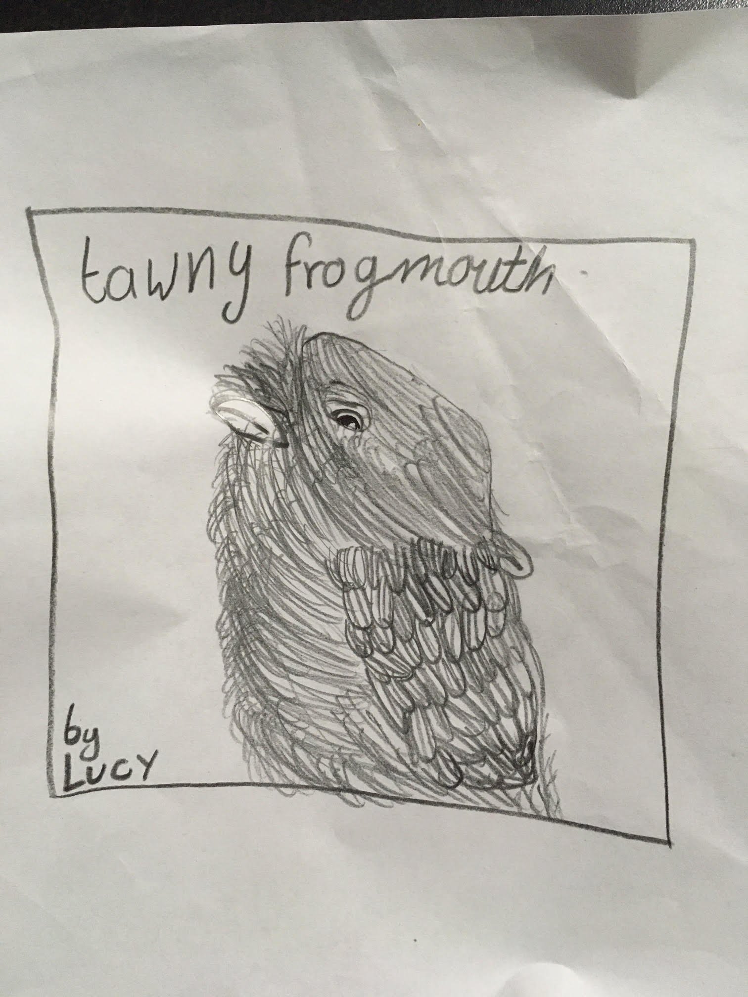 Tawny frog mouth by Lucy aged 8.jpg