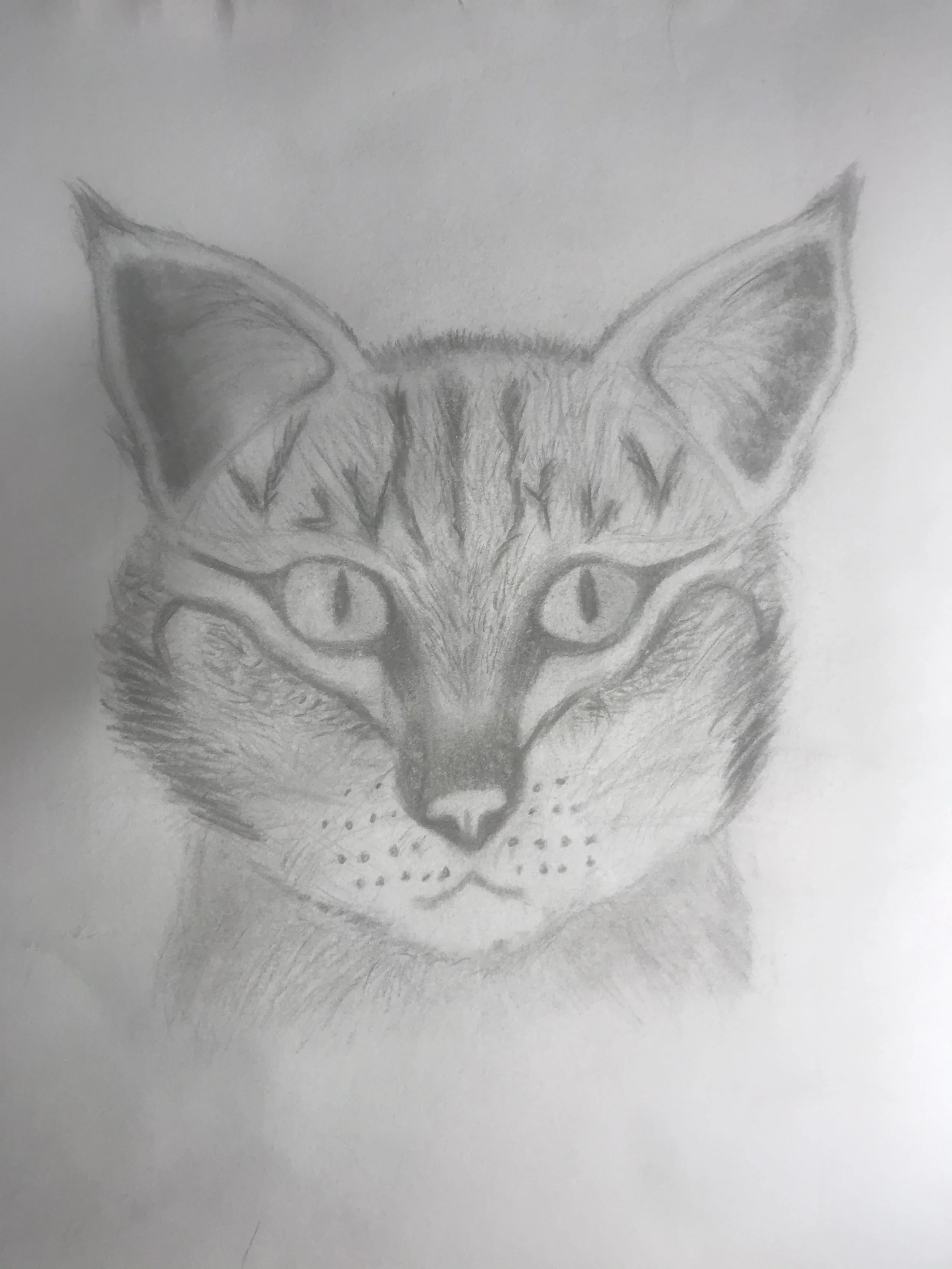 Cat by Iliana aged 12.jpg