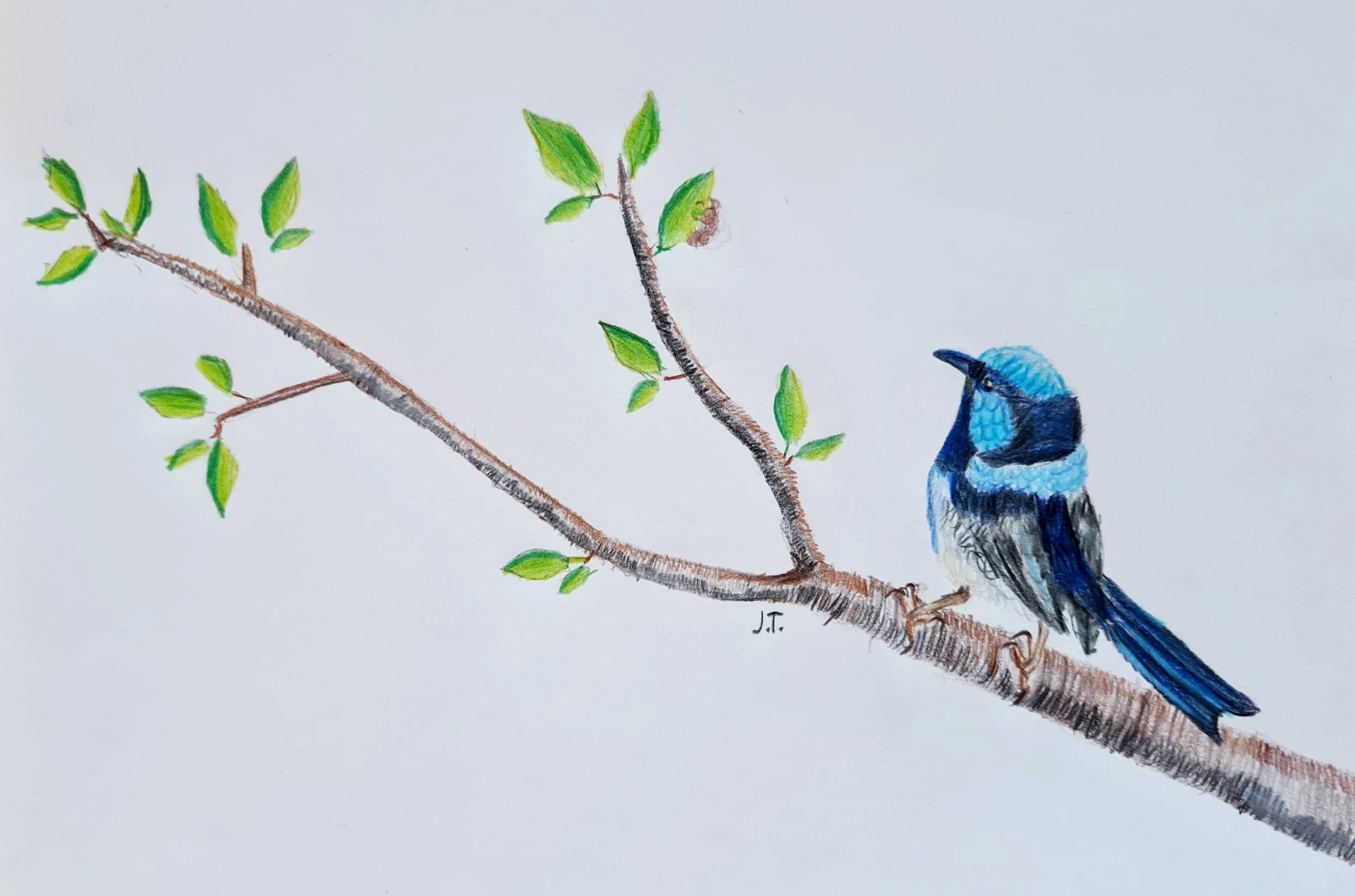 Superb Fairywren by Jaegar aged 8.jpg