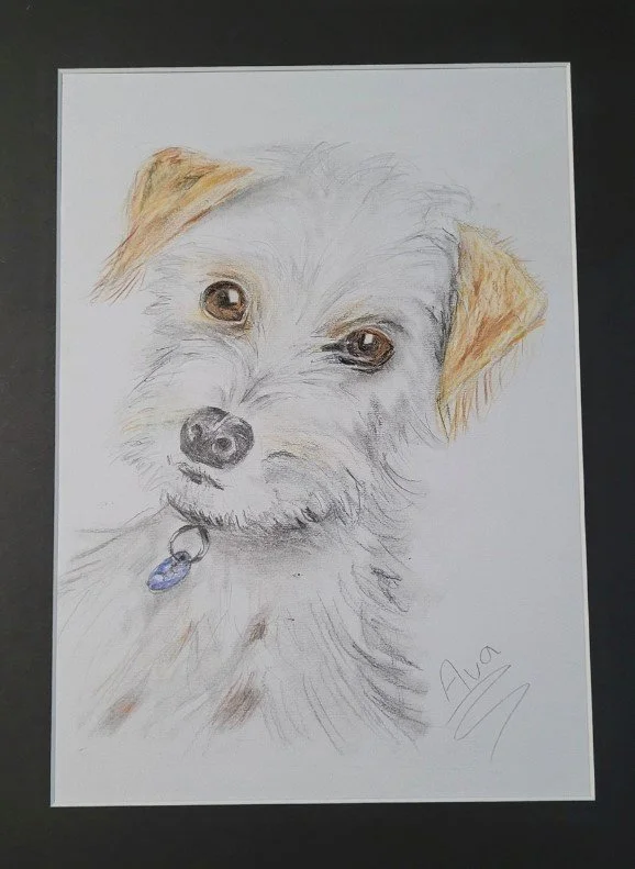 Our boy Jet by Ava aged 11.jpg